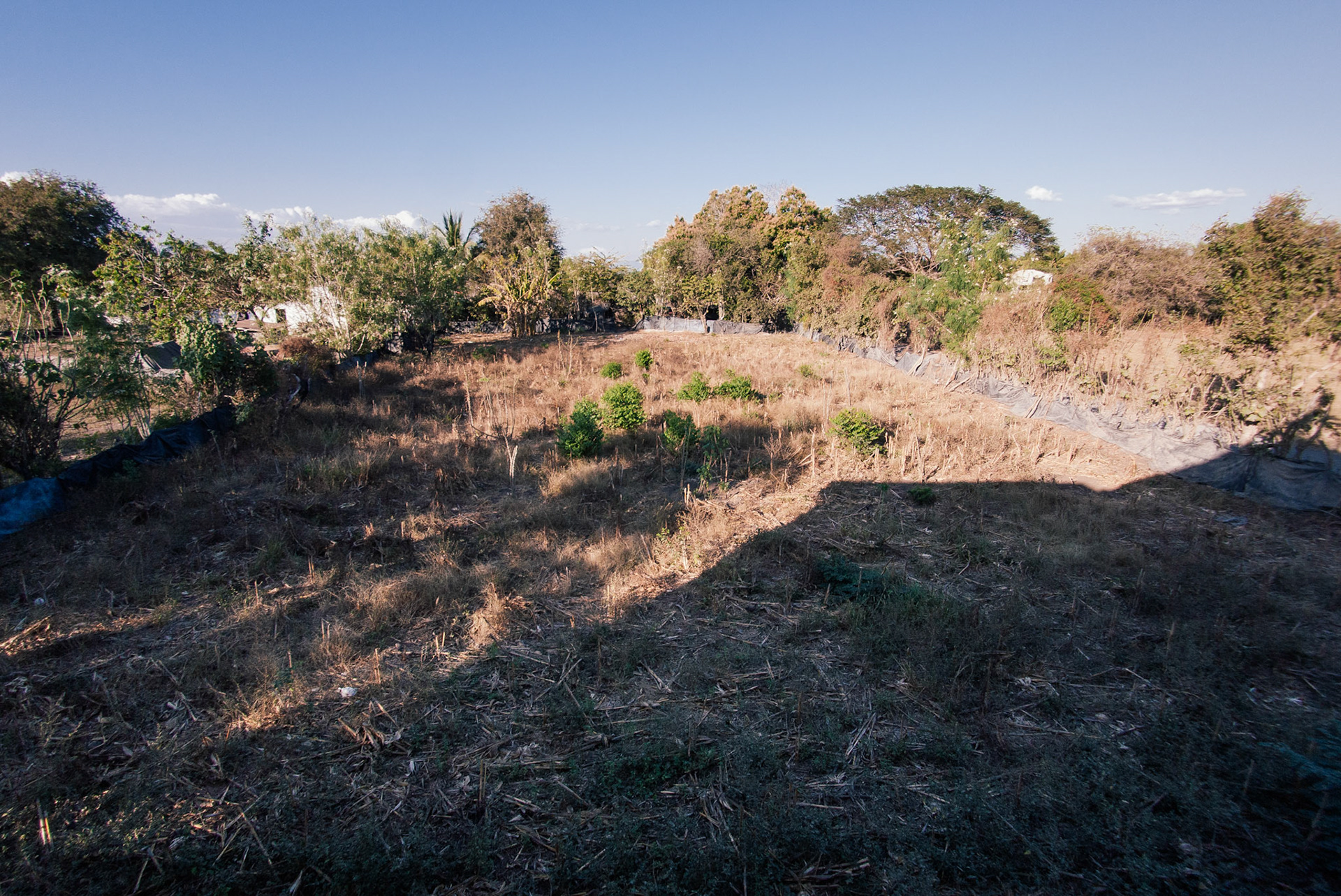 Every morning this field was full of roosters, chickens and hens pecking for food.