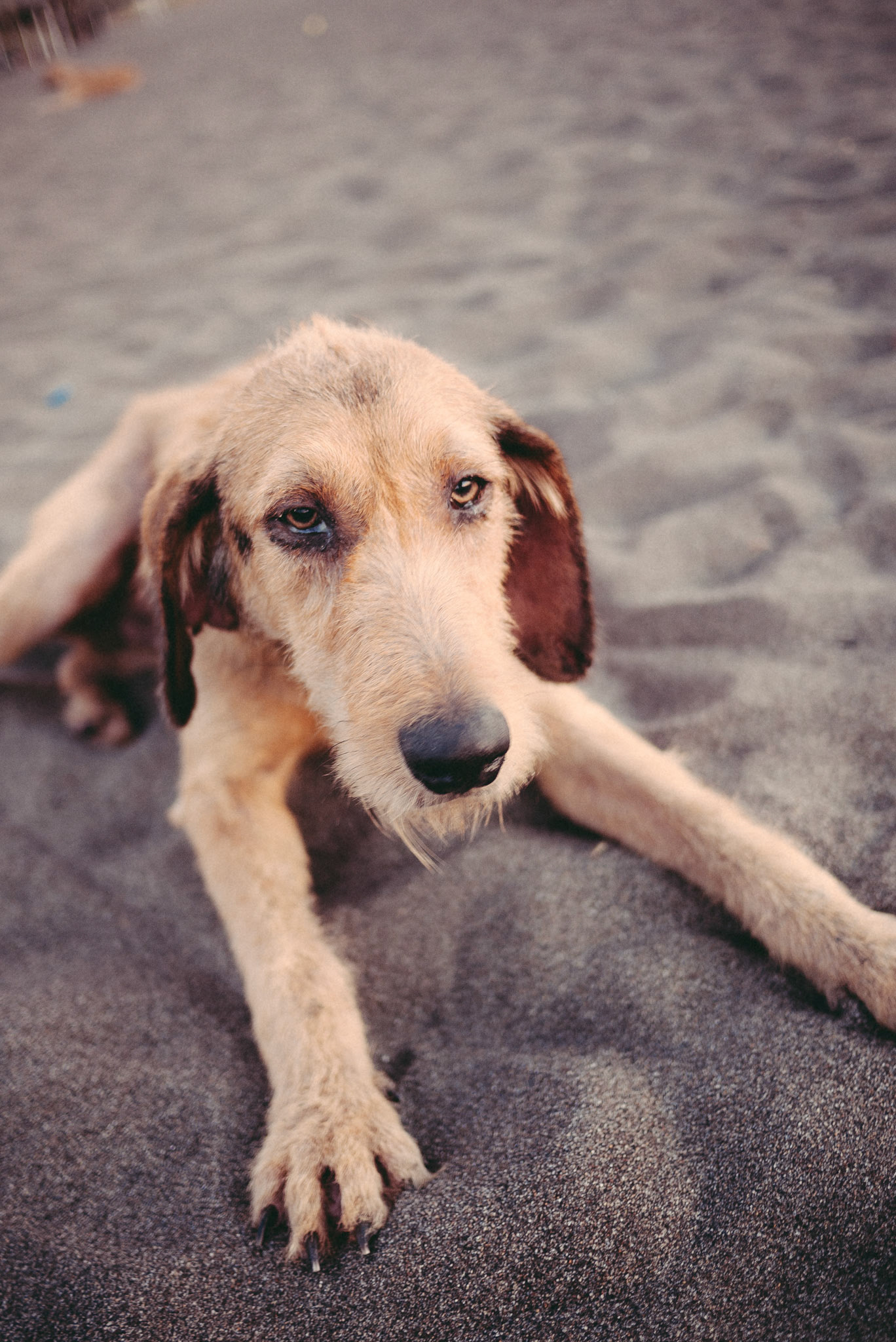Toby, Protector of the Beach