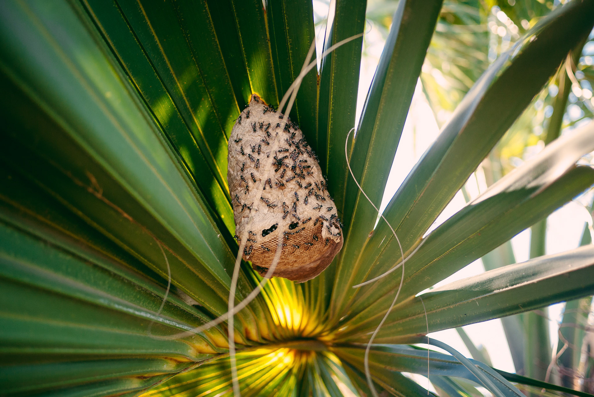 We parked under the shade of some palms, with 2 little wasps nests buried in them.