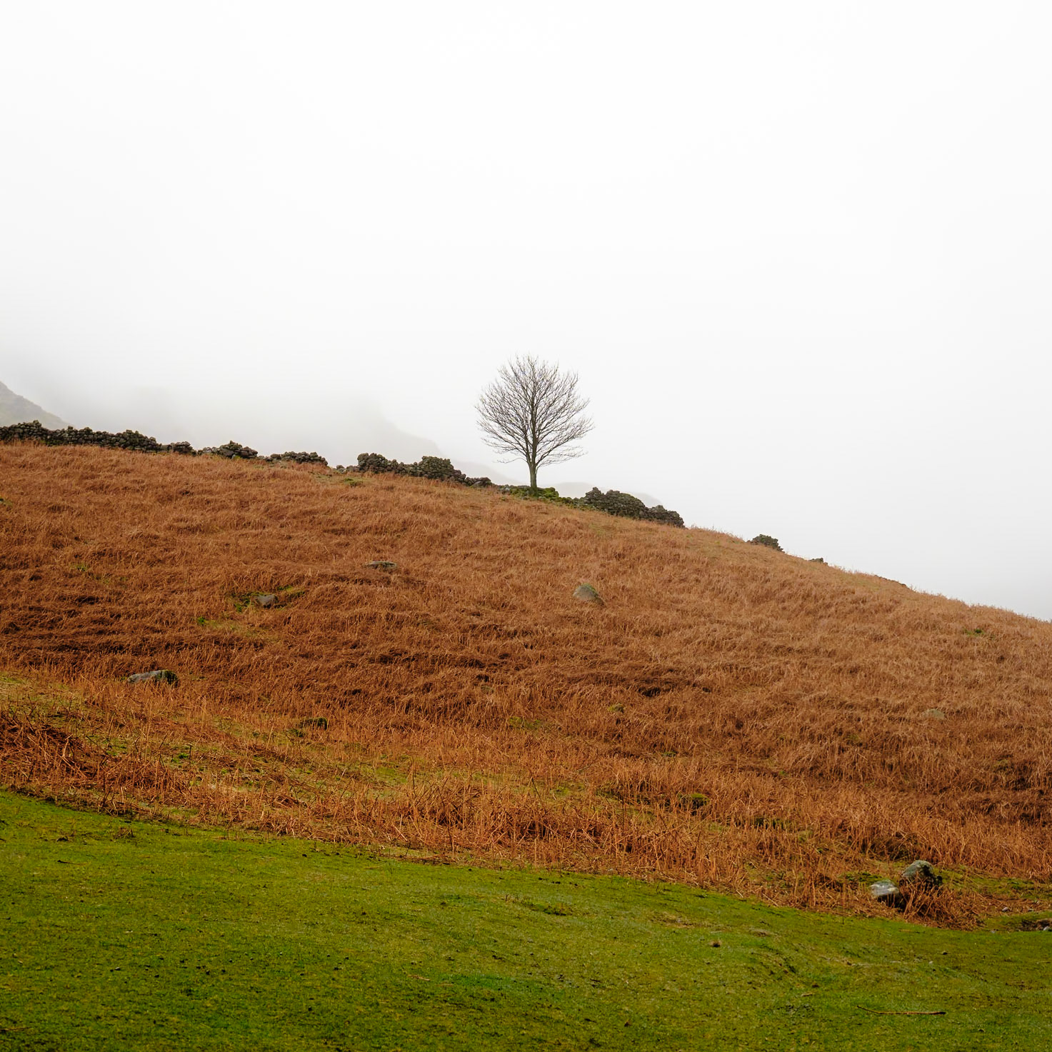 Lone tree, near Wastwater; Lake District, Cumbria.