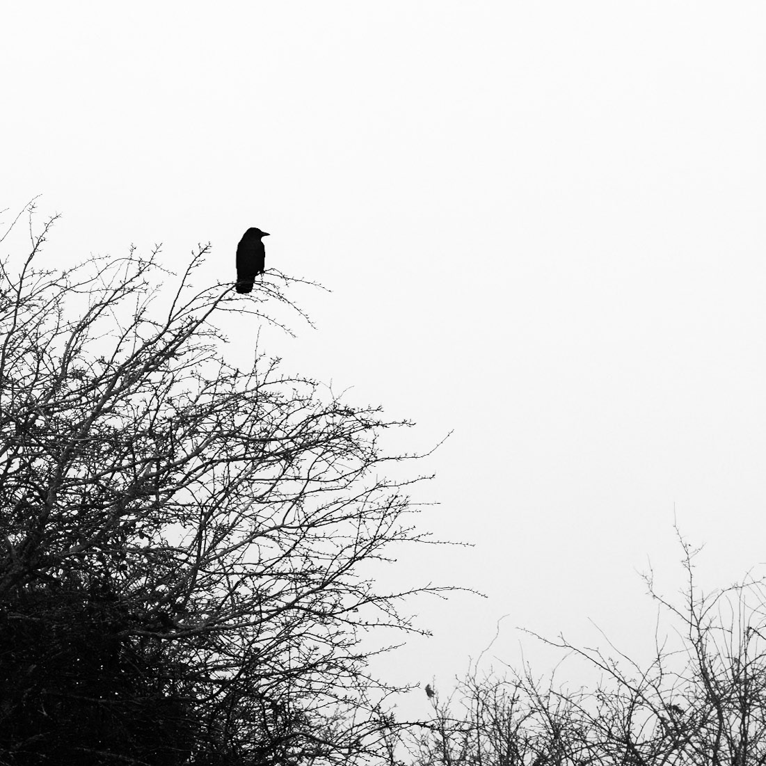 sentinel crow; Fowlmere RSPB reserve.