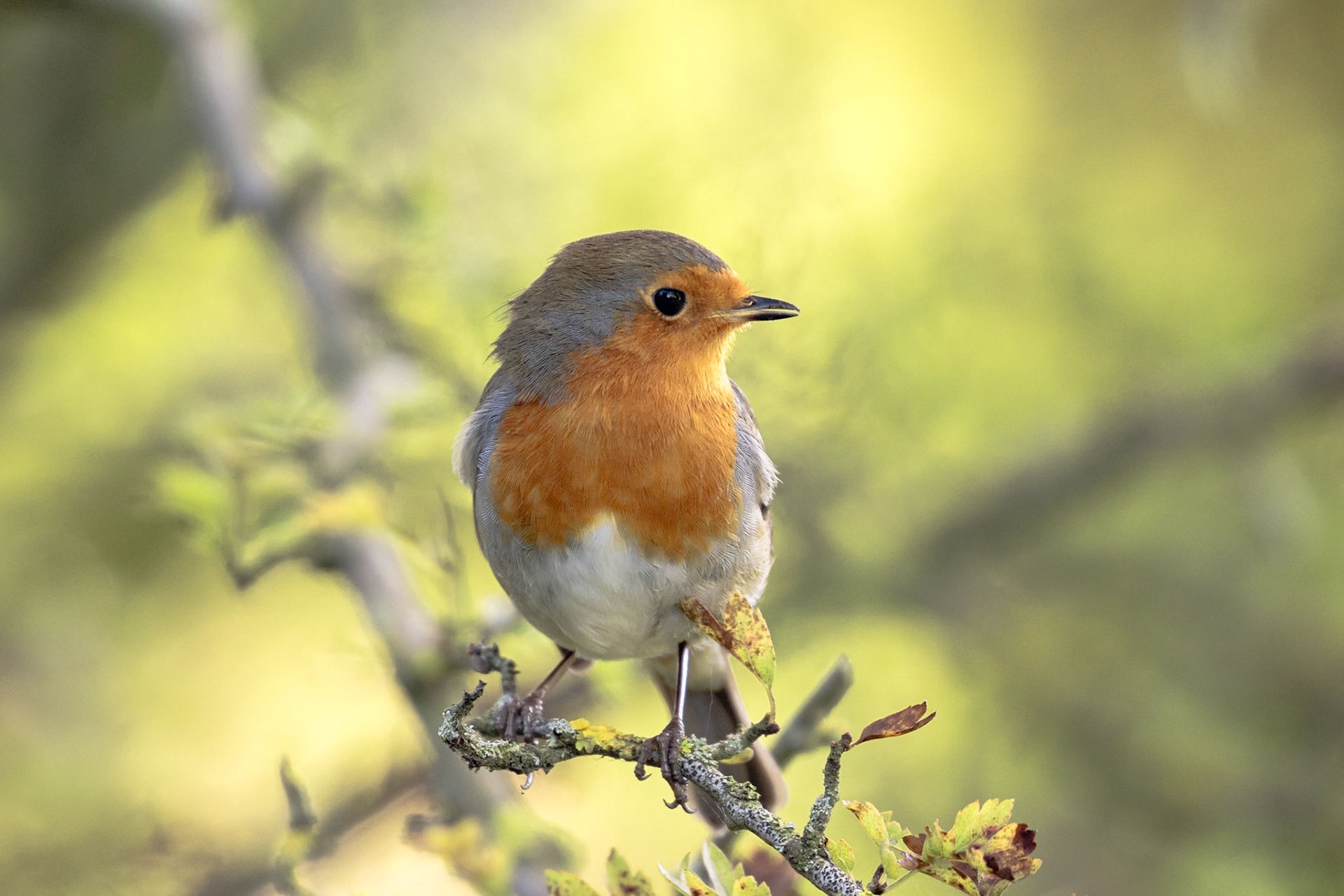 Friendly robin at Fowlmere RSPB reserve.