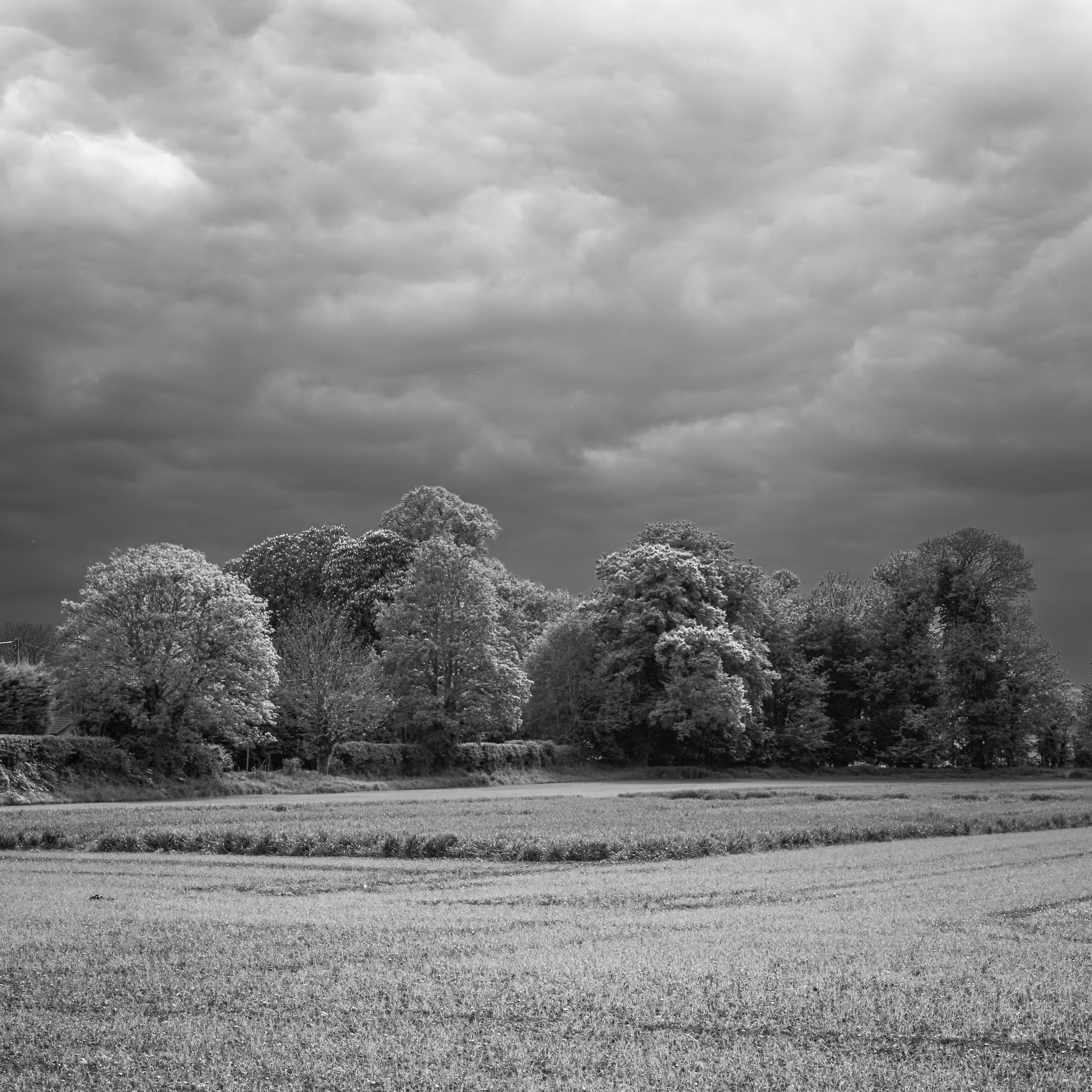 Angry sky, glowing trees; Fowlmere, Cambridgeshire.