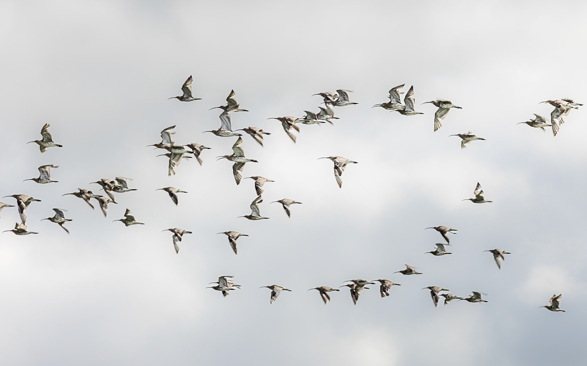 A herd of curlews; Dorset Biosphere Reserve.