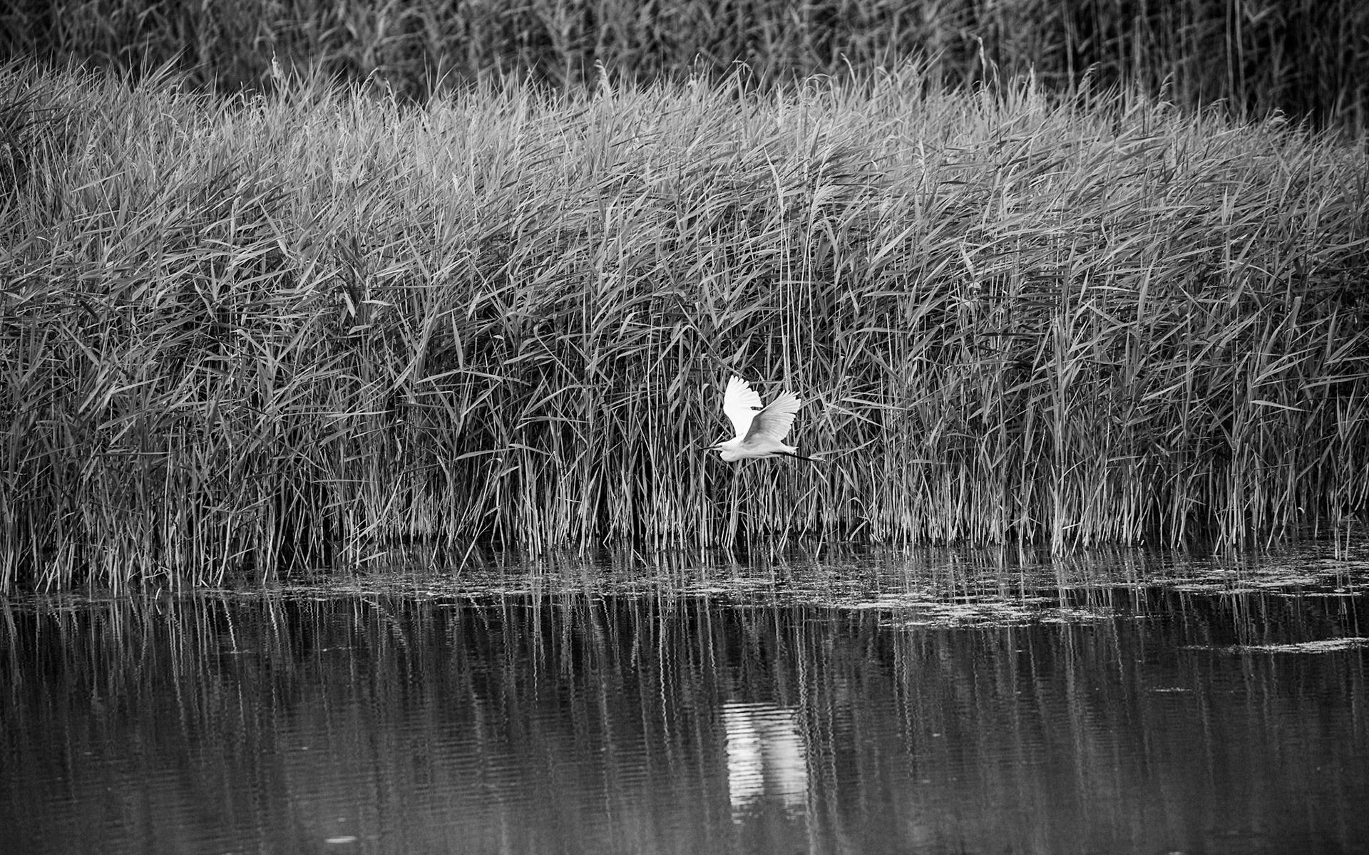 A lone egret flying by the reeds at Fowlmere RSPB reserve.