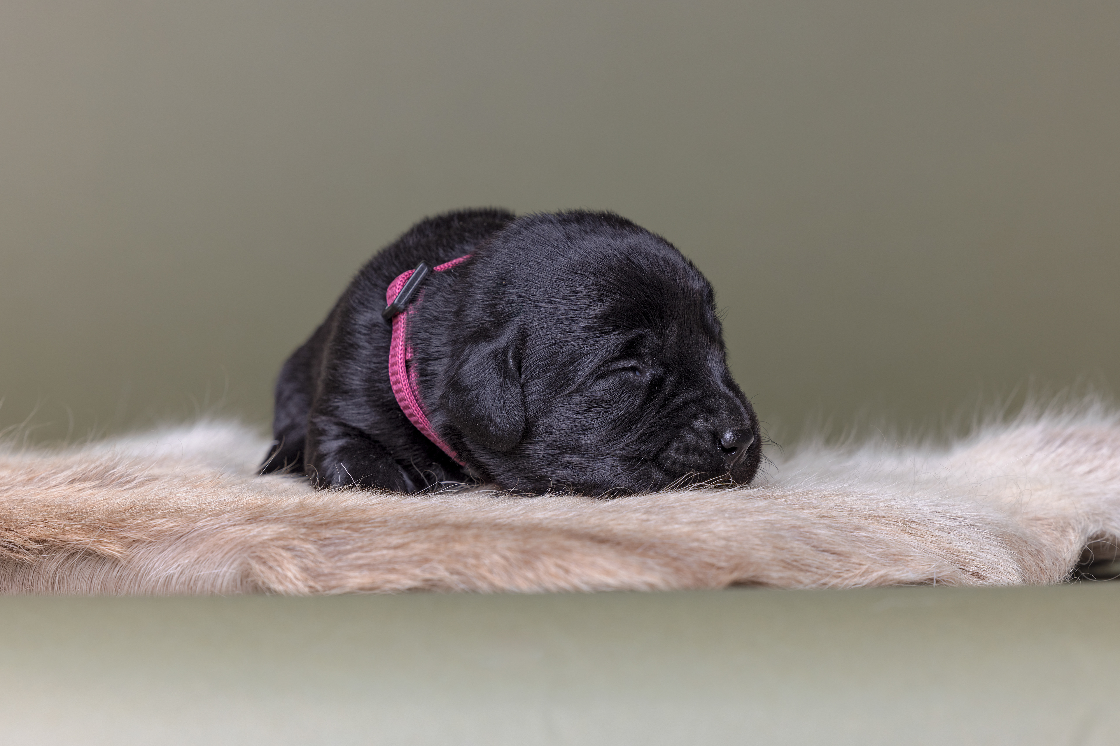 teefje roze