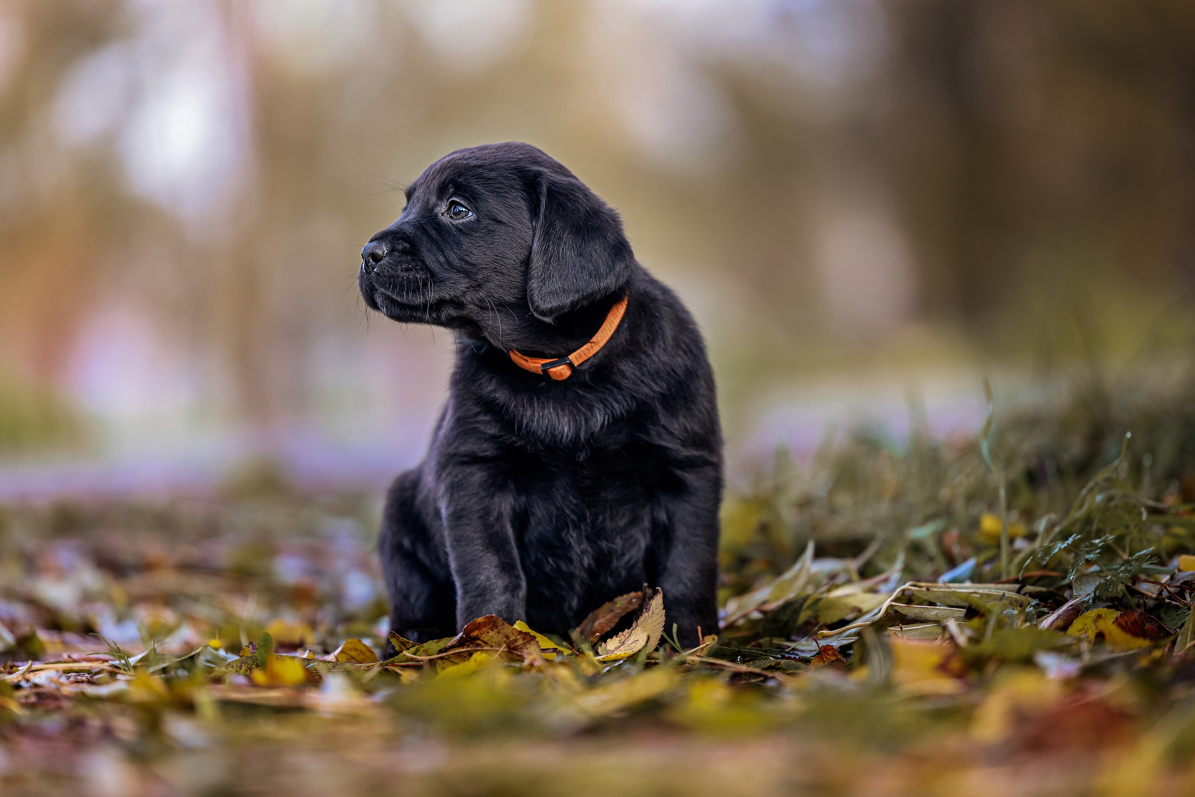 Bo