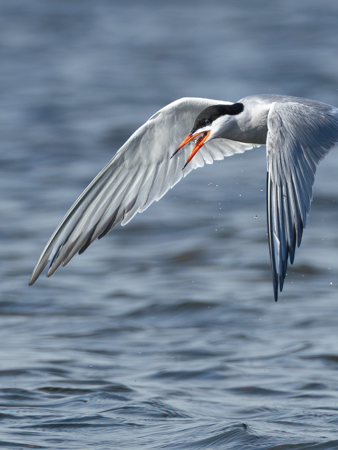 Terns