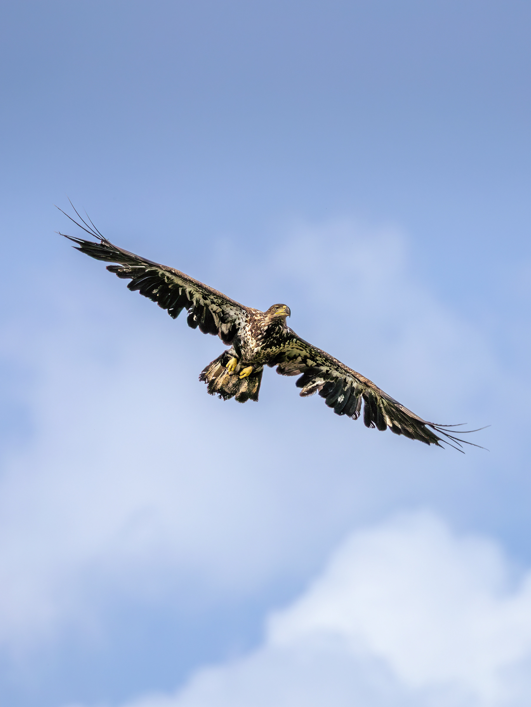 Raptors and birds of prey