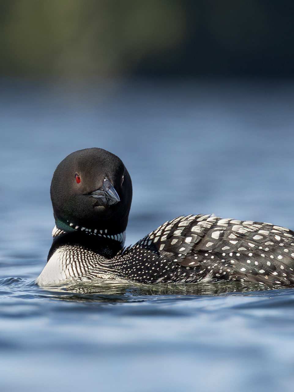 Common Loon