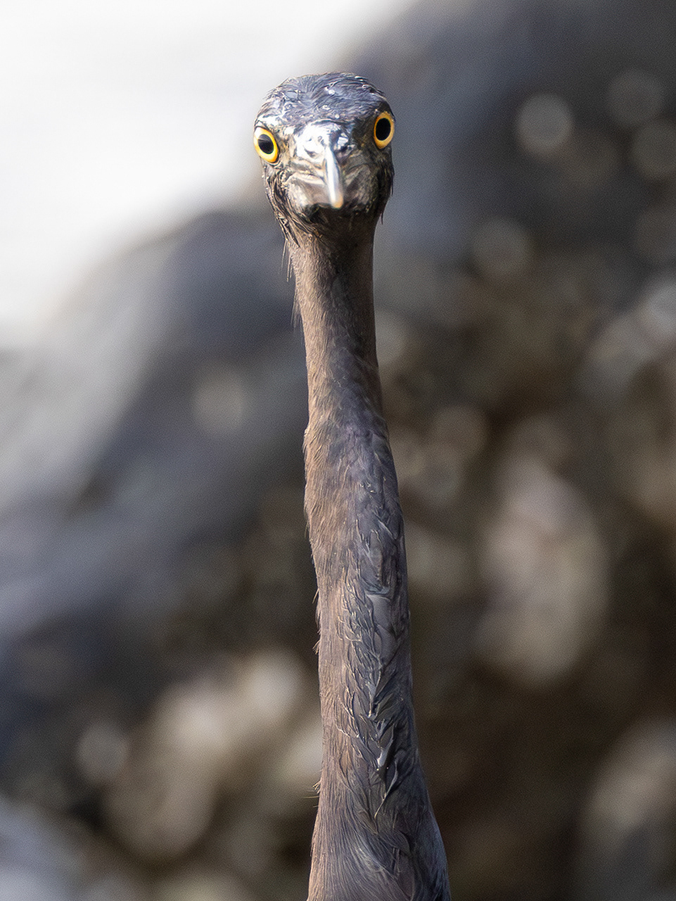 Herons