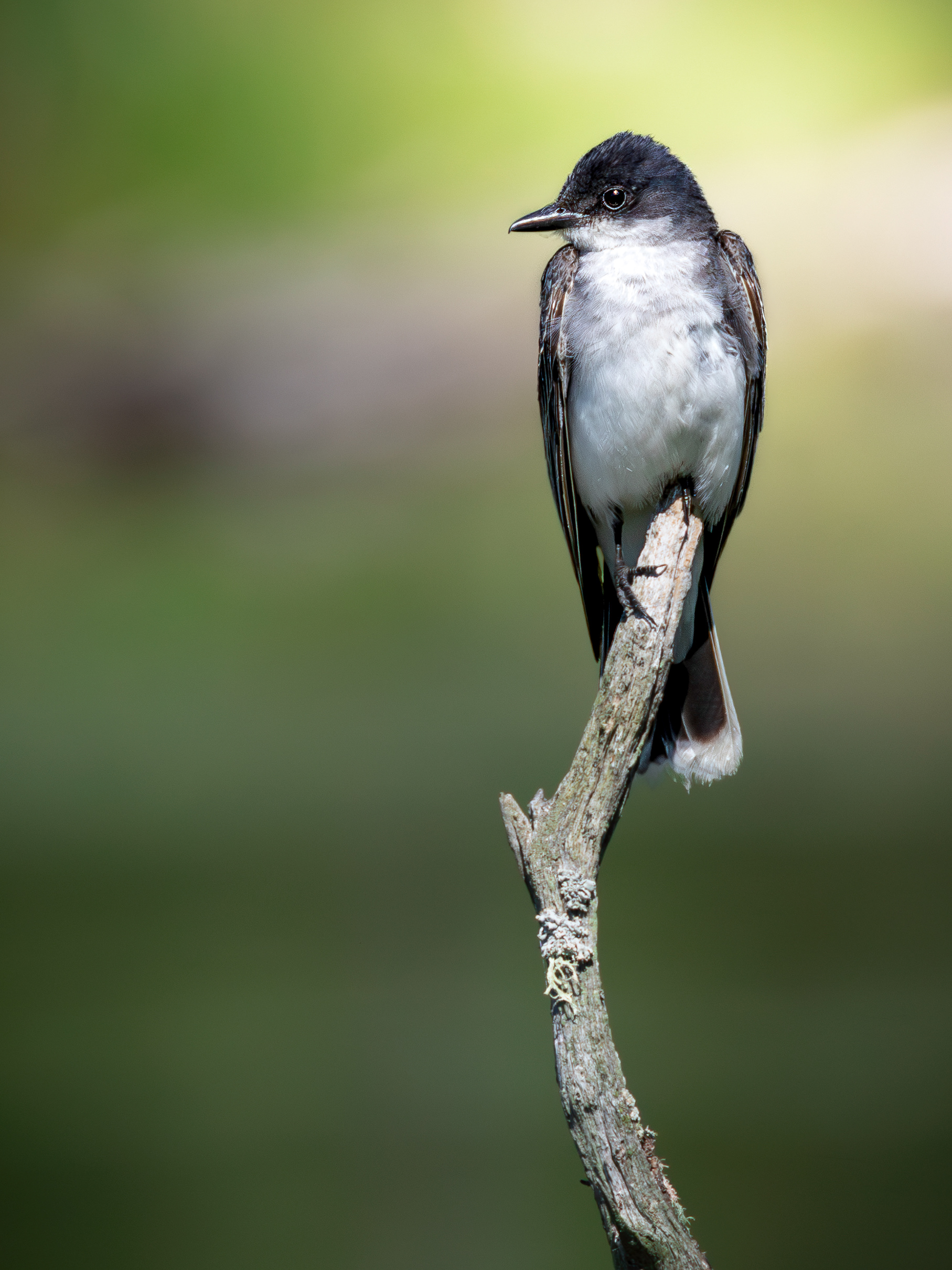 Wetland bird photographed by Daniel Gunter