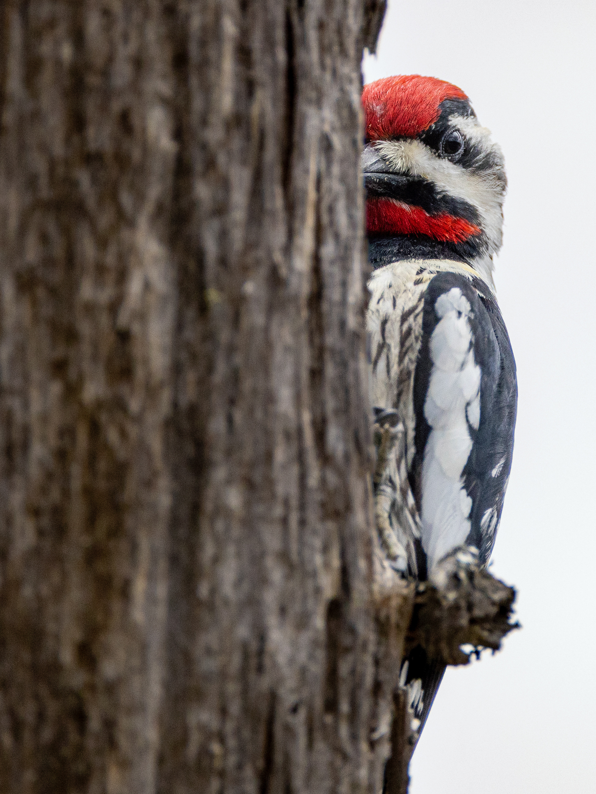 Woodpecker