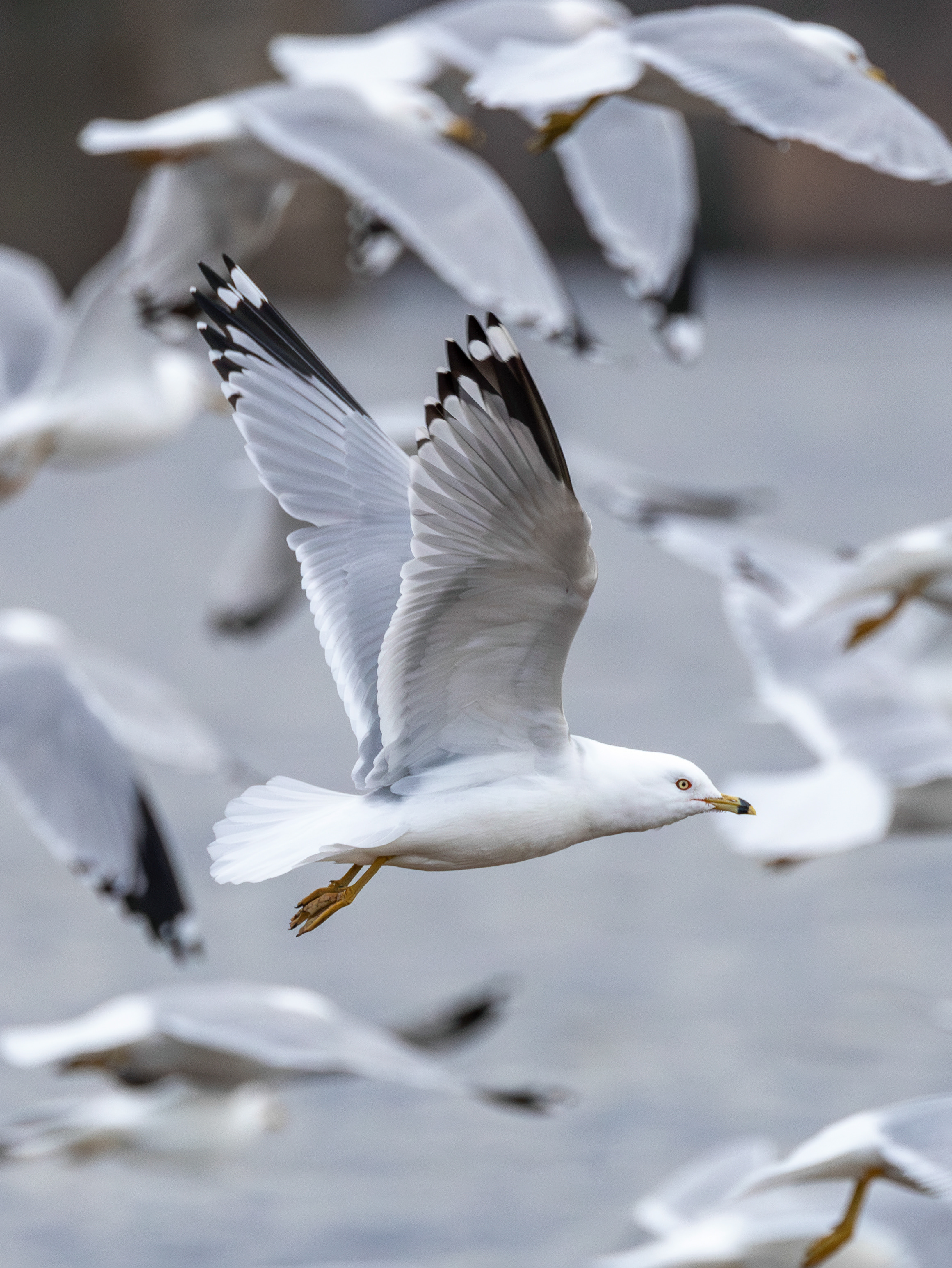 Gulls