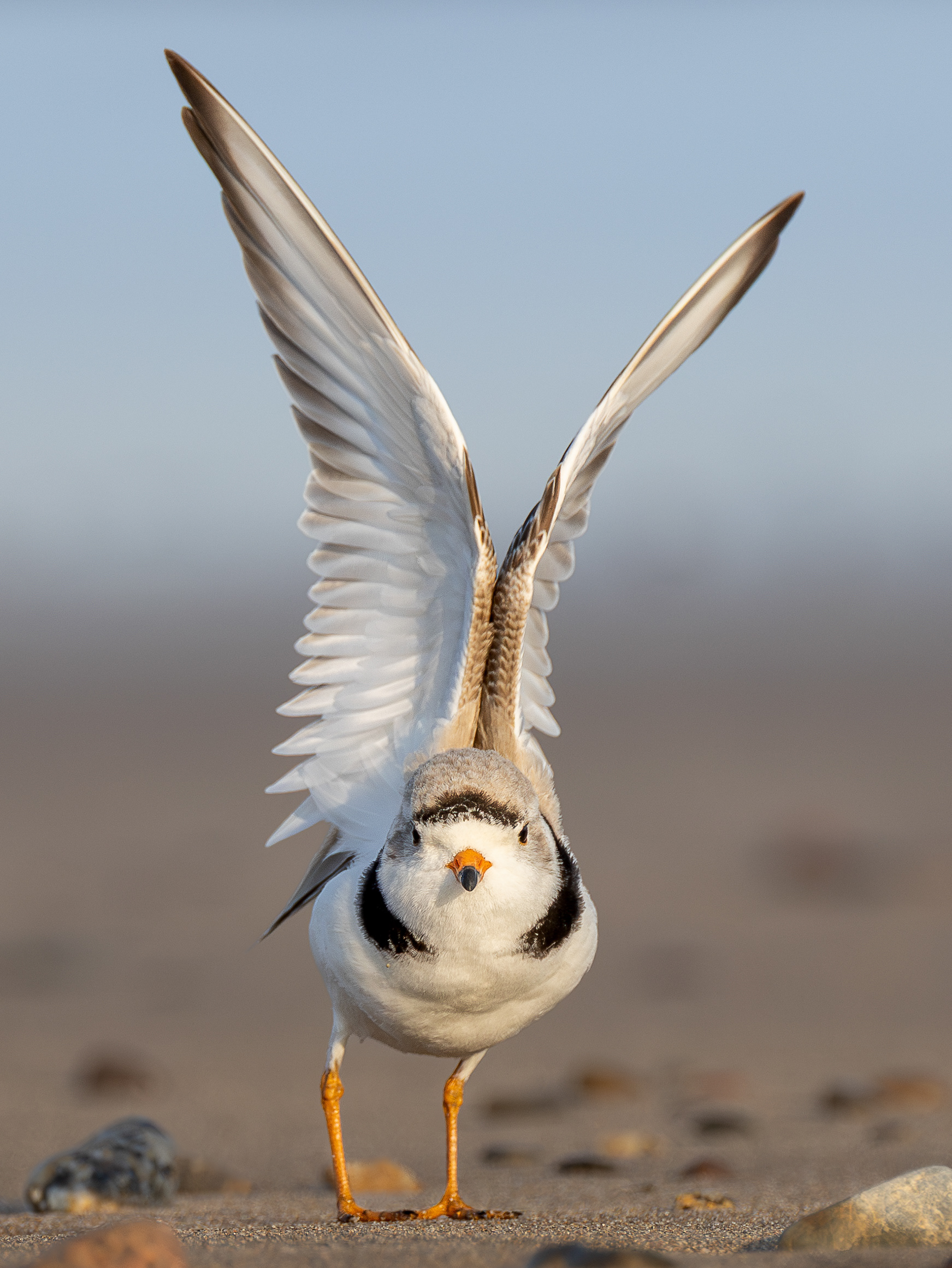 Waders and shorebirds