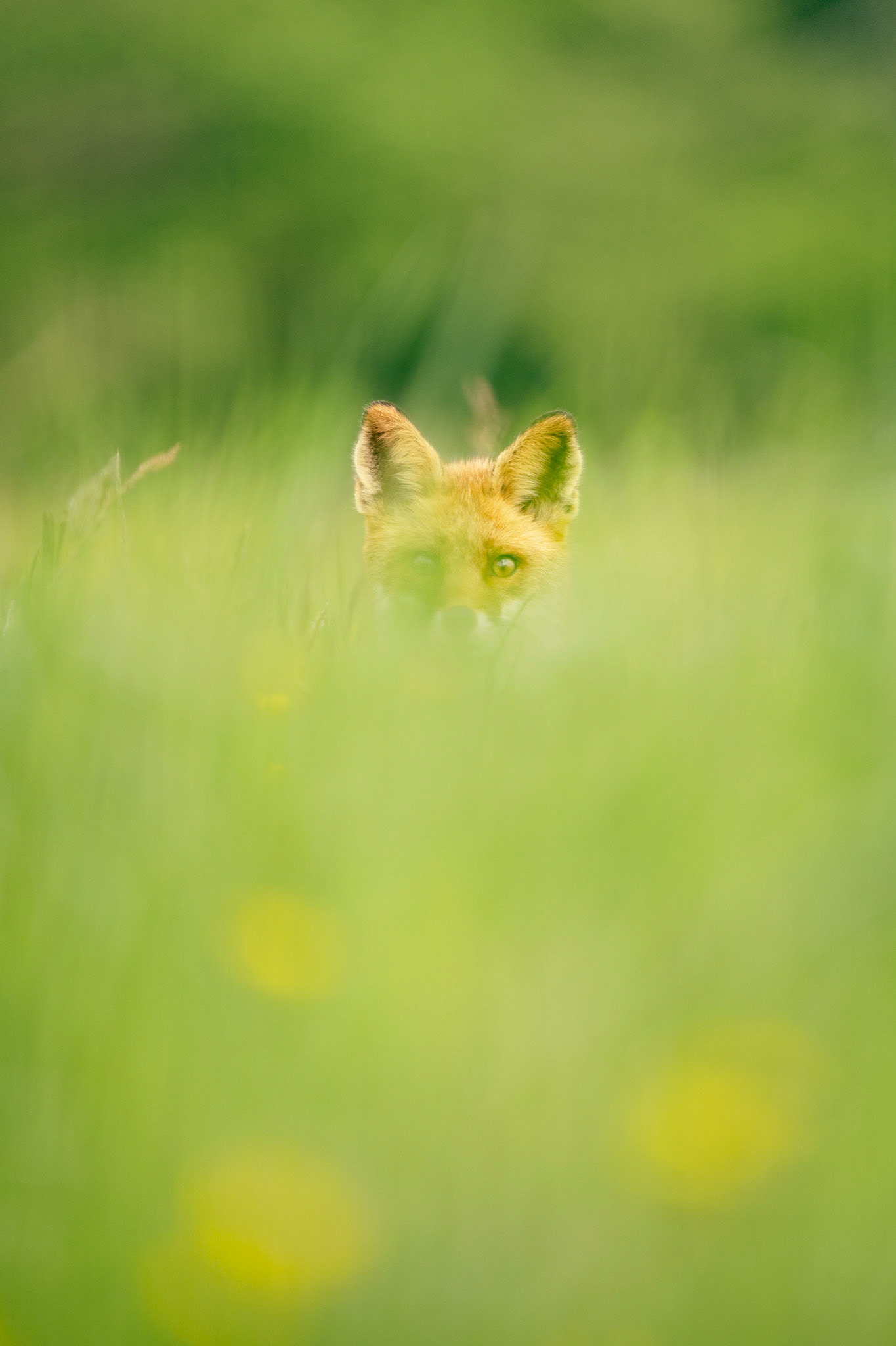 Renard roux, 2023