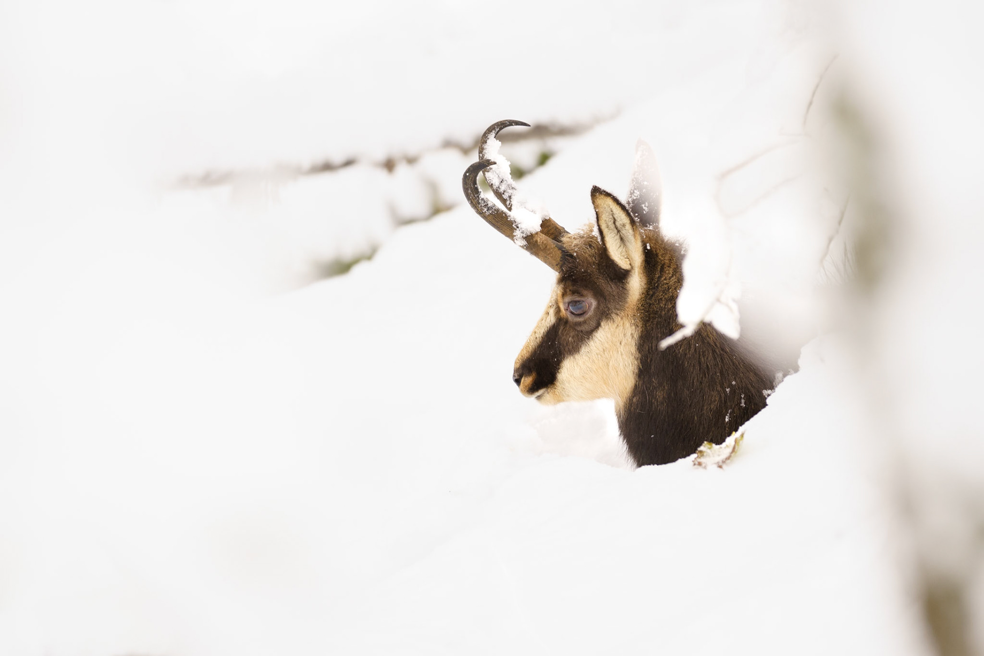 Chamois, 2025