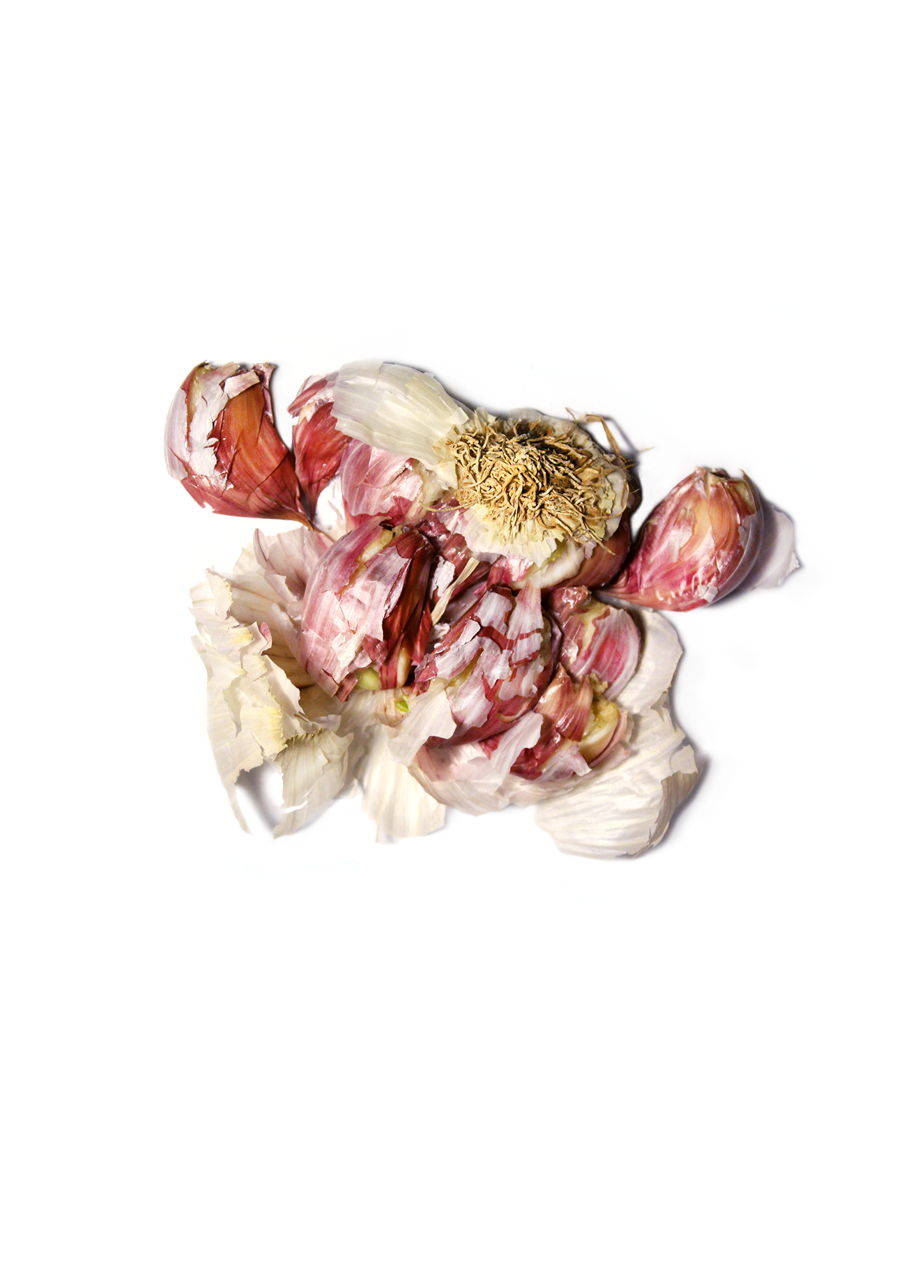 Image Courtesy of Liv Hedges [Digital Photograph].