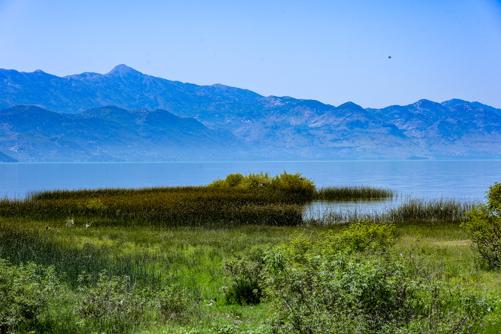 Shkodra Lake   Albania