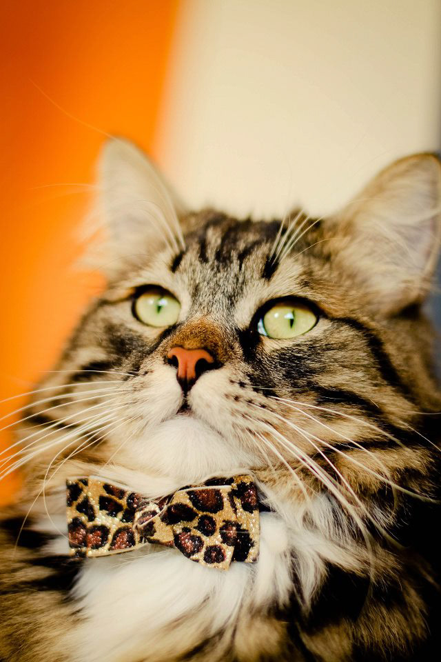 FINN ORIGINAL PHOTO – TAKEN BY JOEL HAWKINS @mountaindogphoto