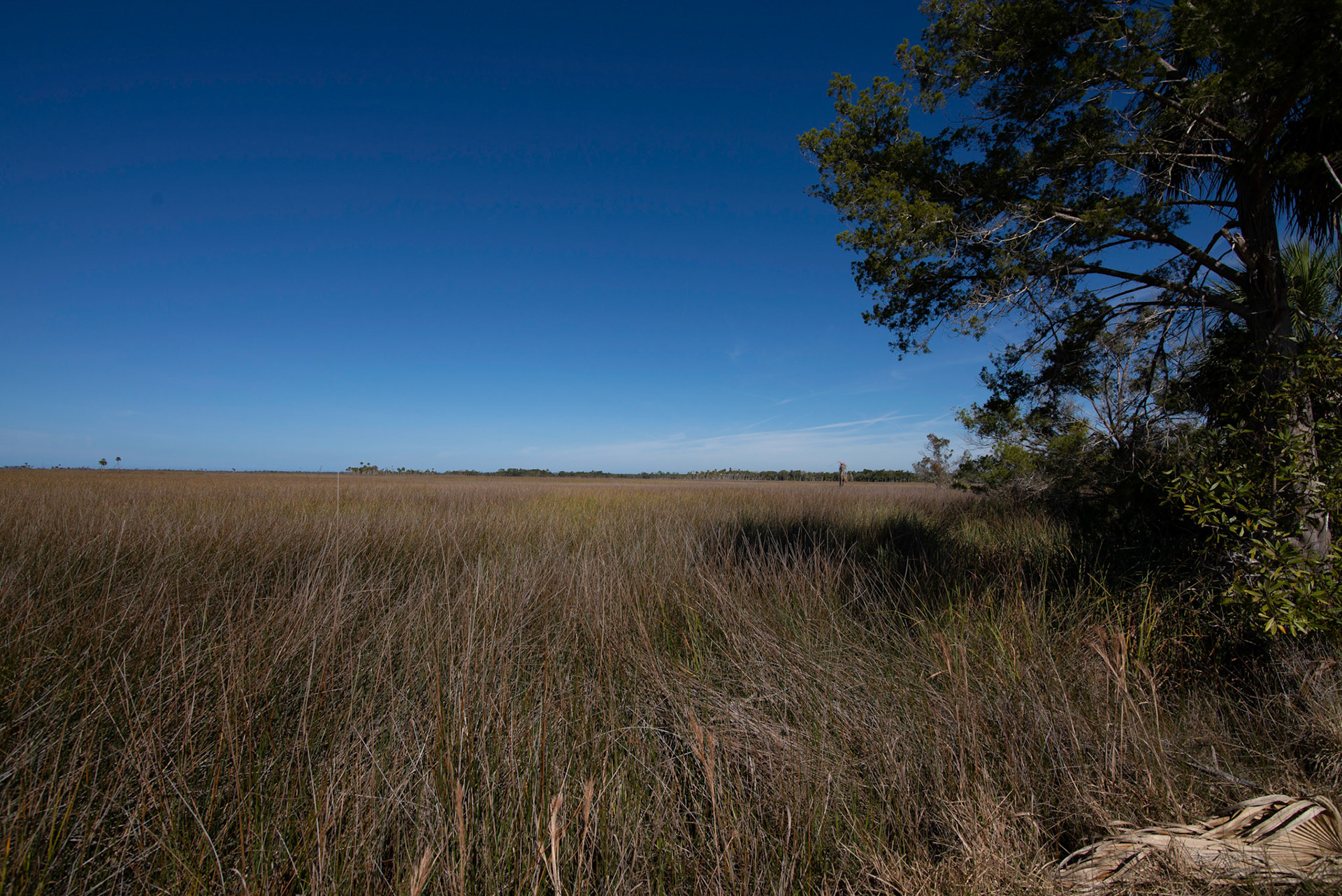 McCormick Creek Marsh