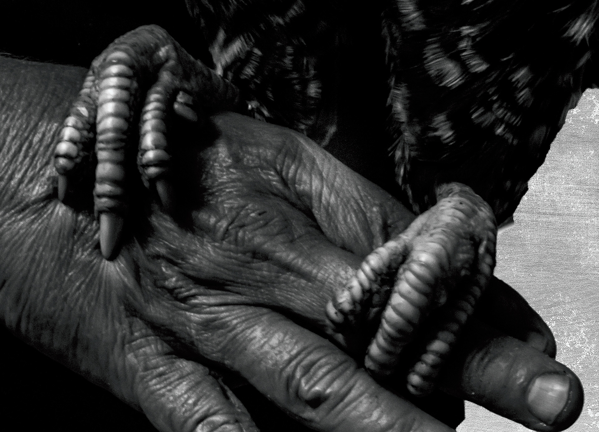 Hand and Feet
