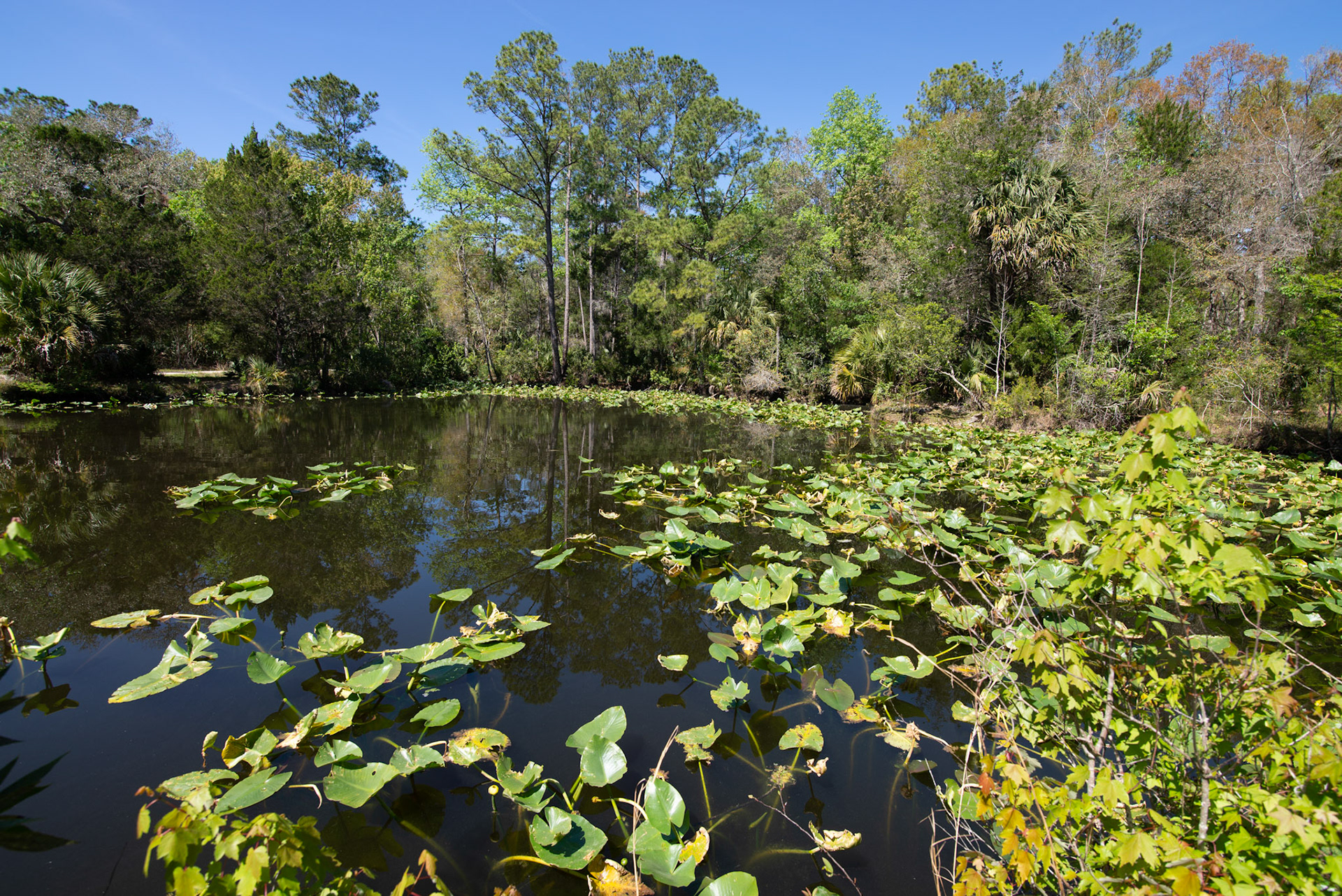 Lilly Pad Pond