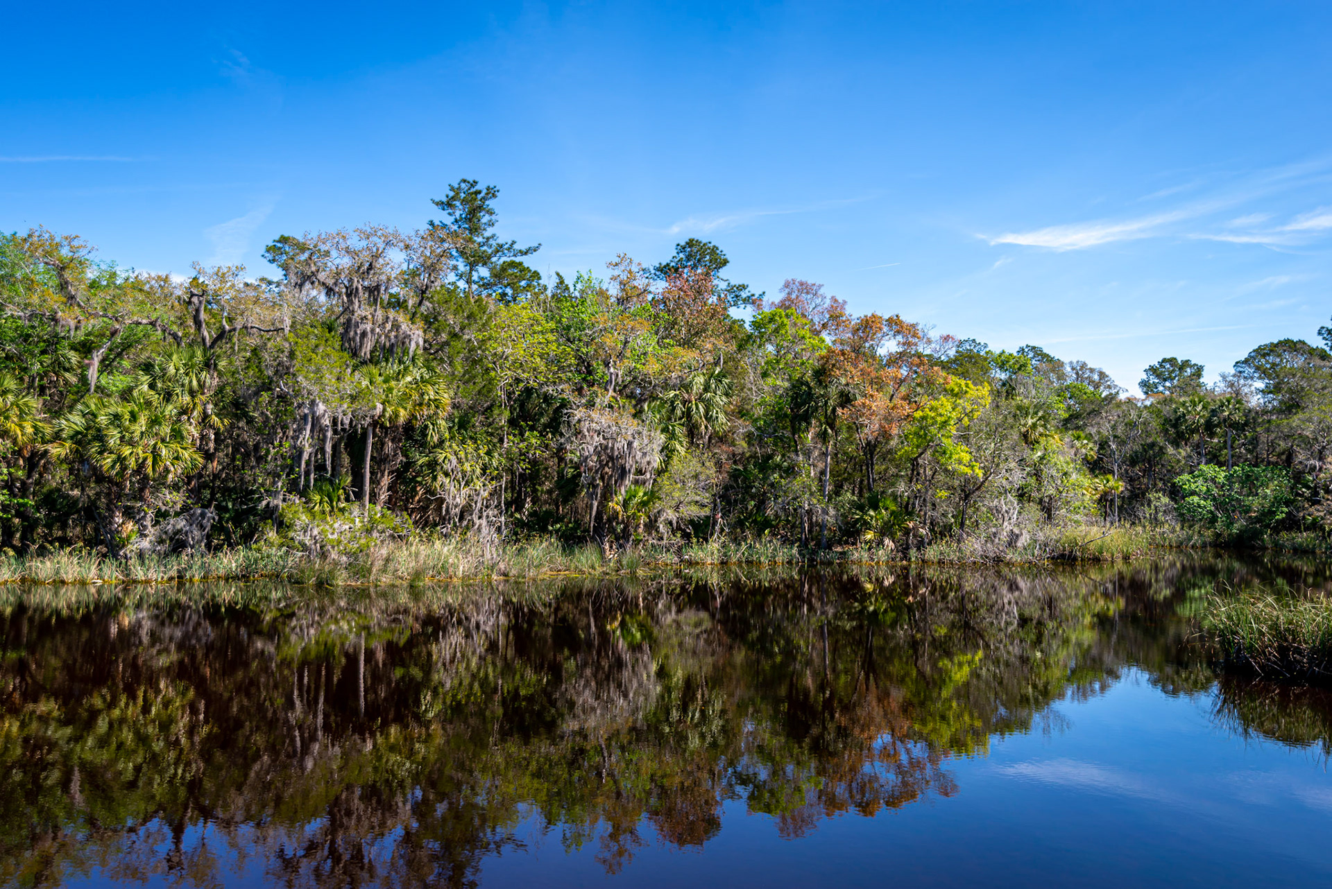 Pond Reflections