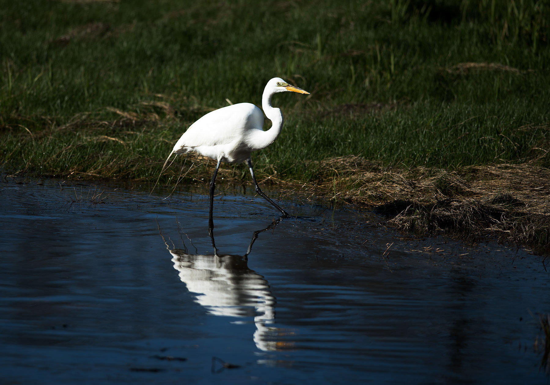 Fishing in Lanes Cove