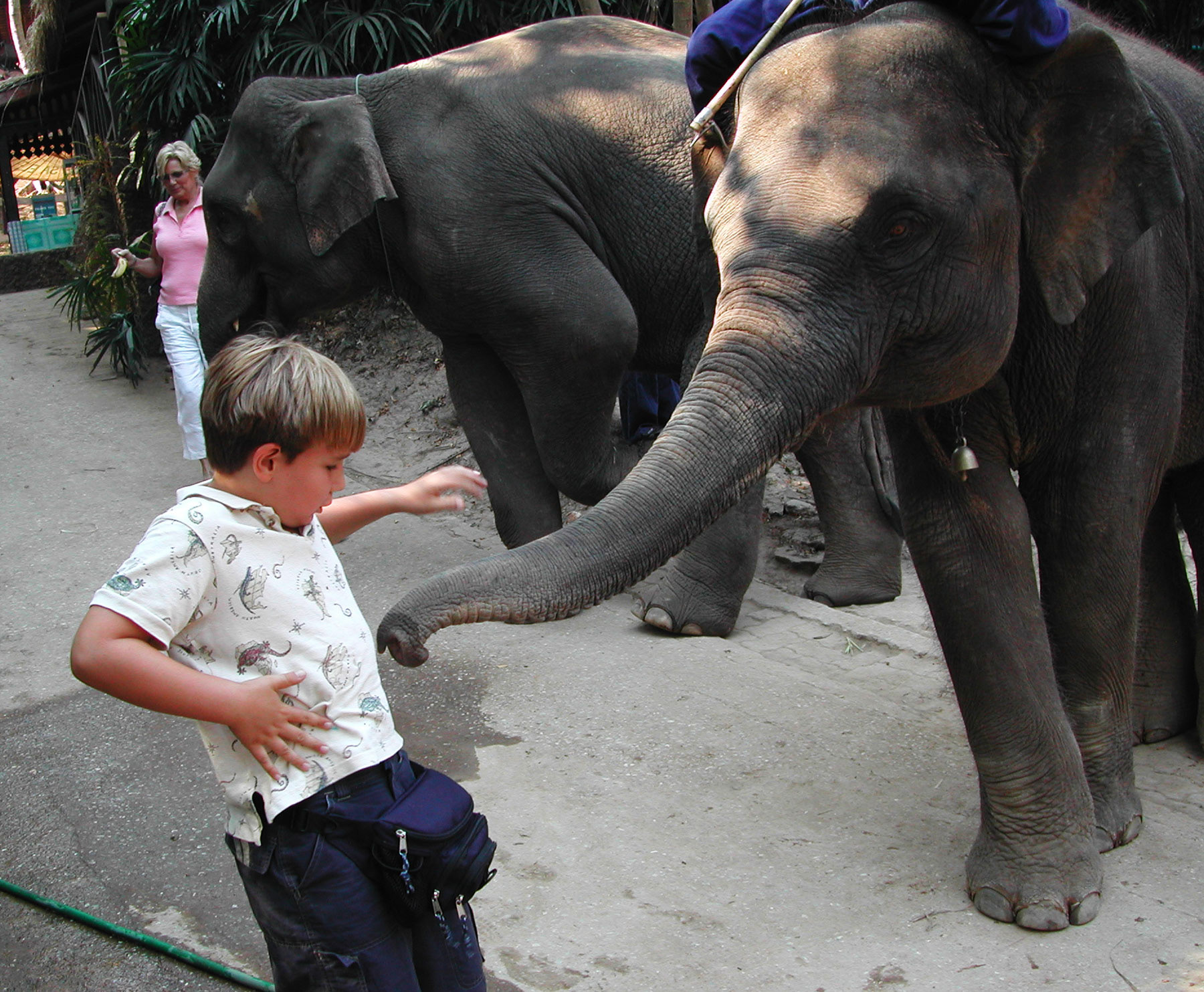 Everest and Elephant