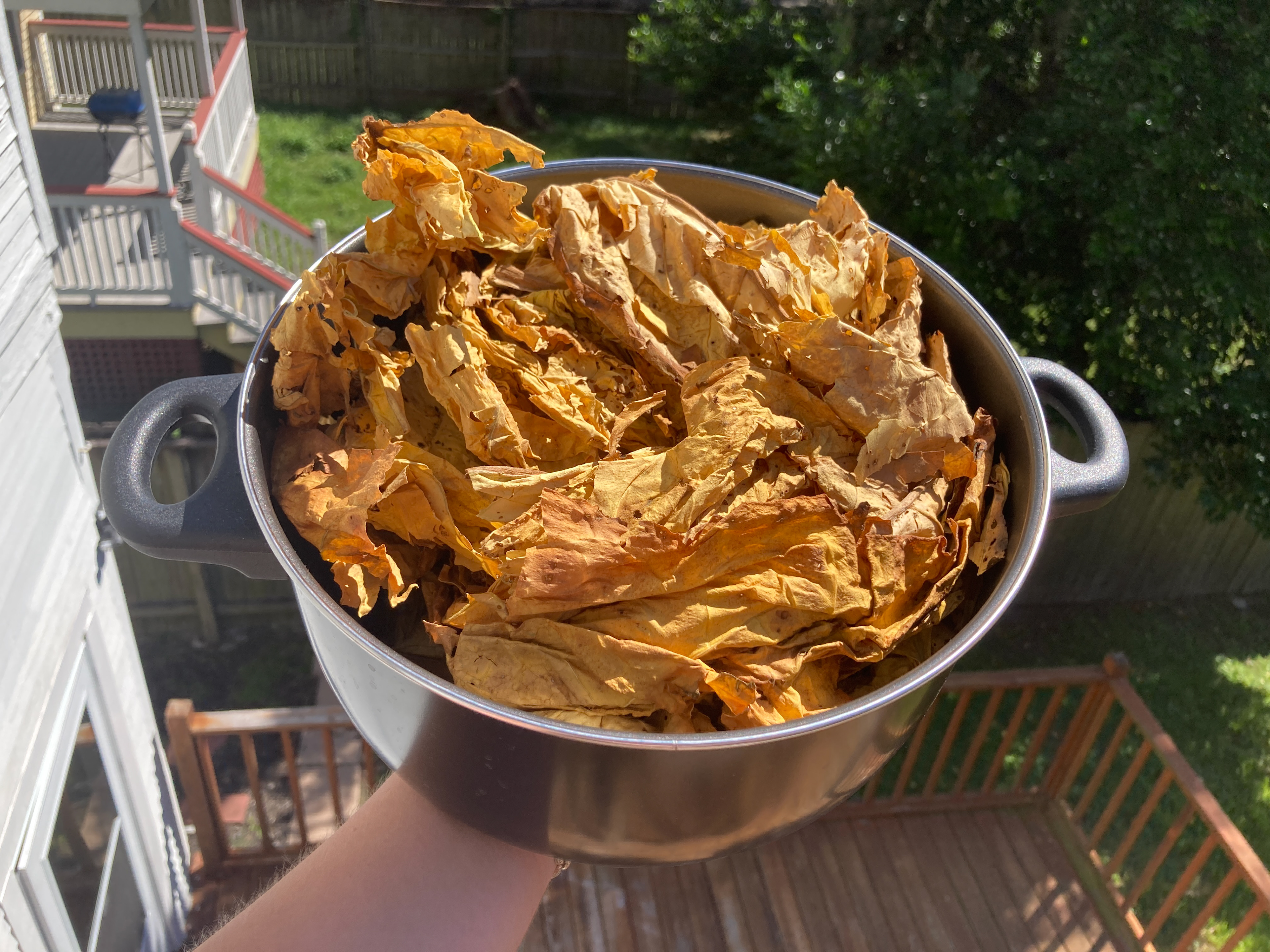 Raw leaves before soaking