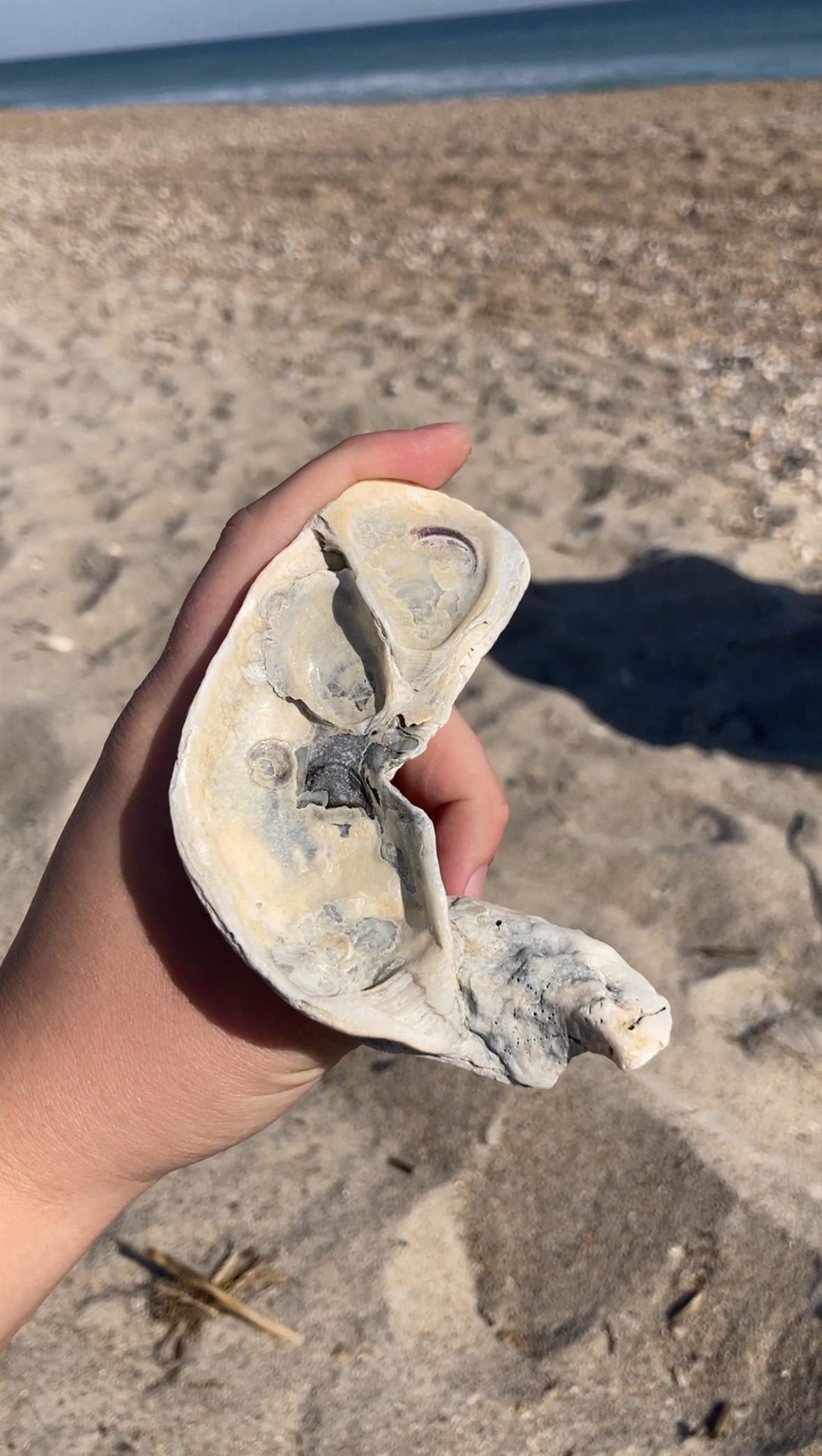 Three welled oyster palette