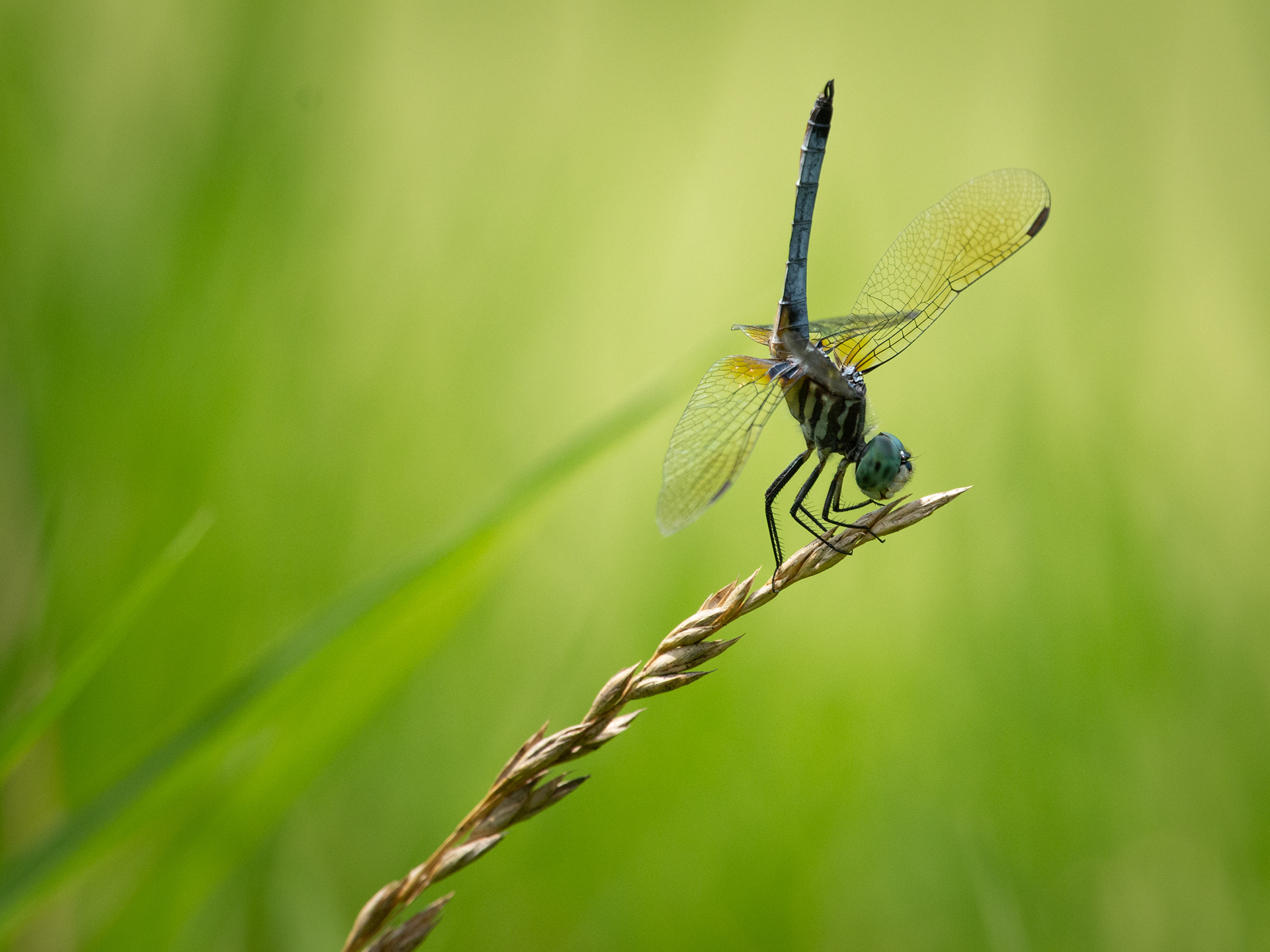 DragonFly Head Stand