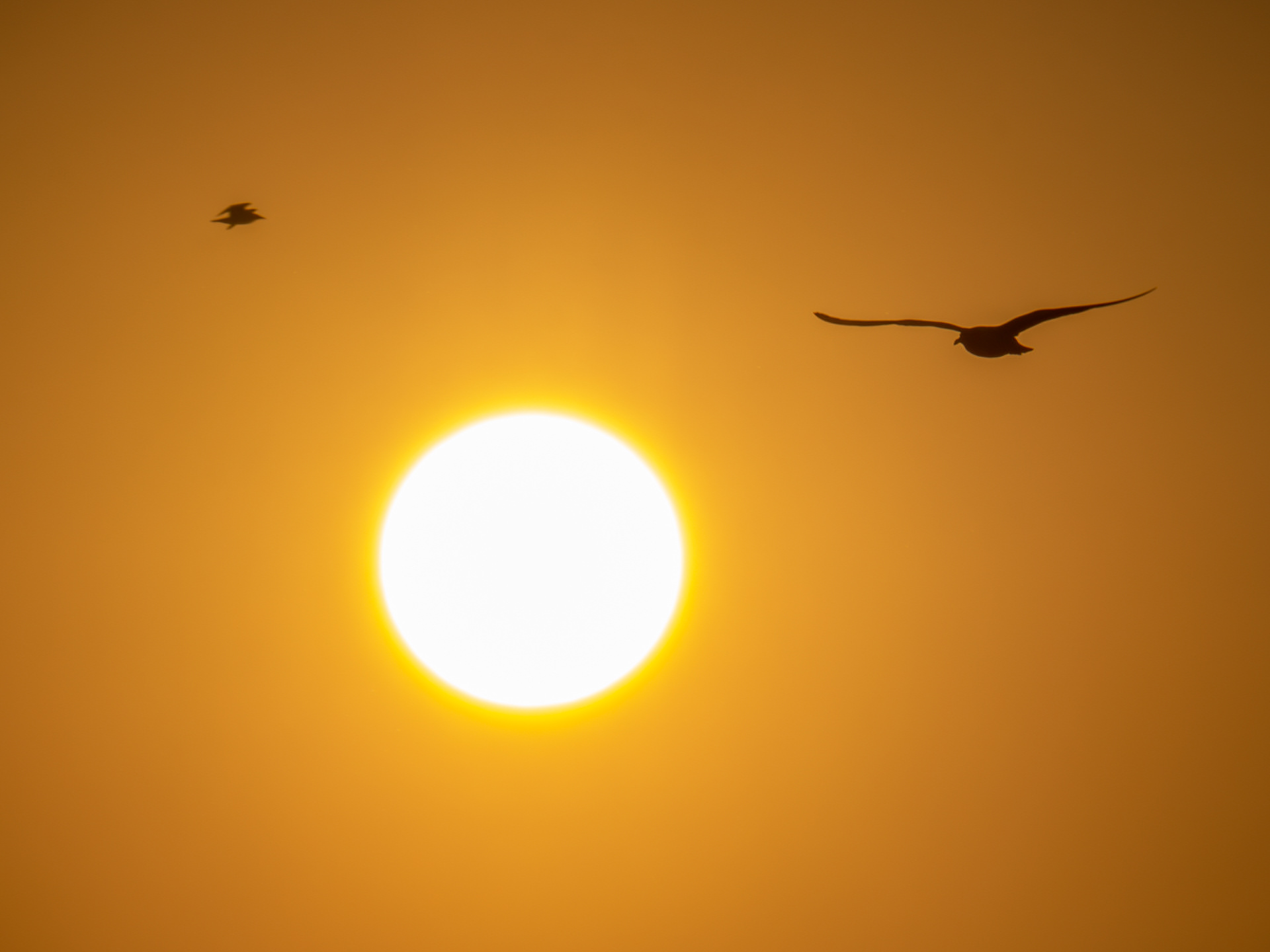 GOLDEN HOUR