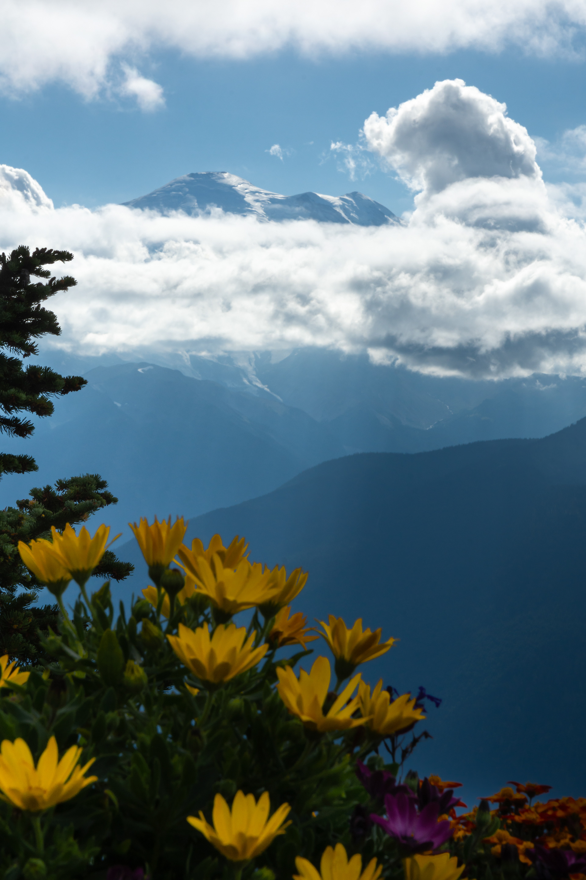 Nature's Glory - Mt. Rainier