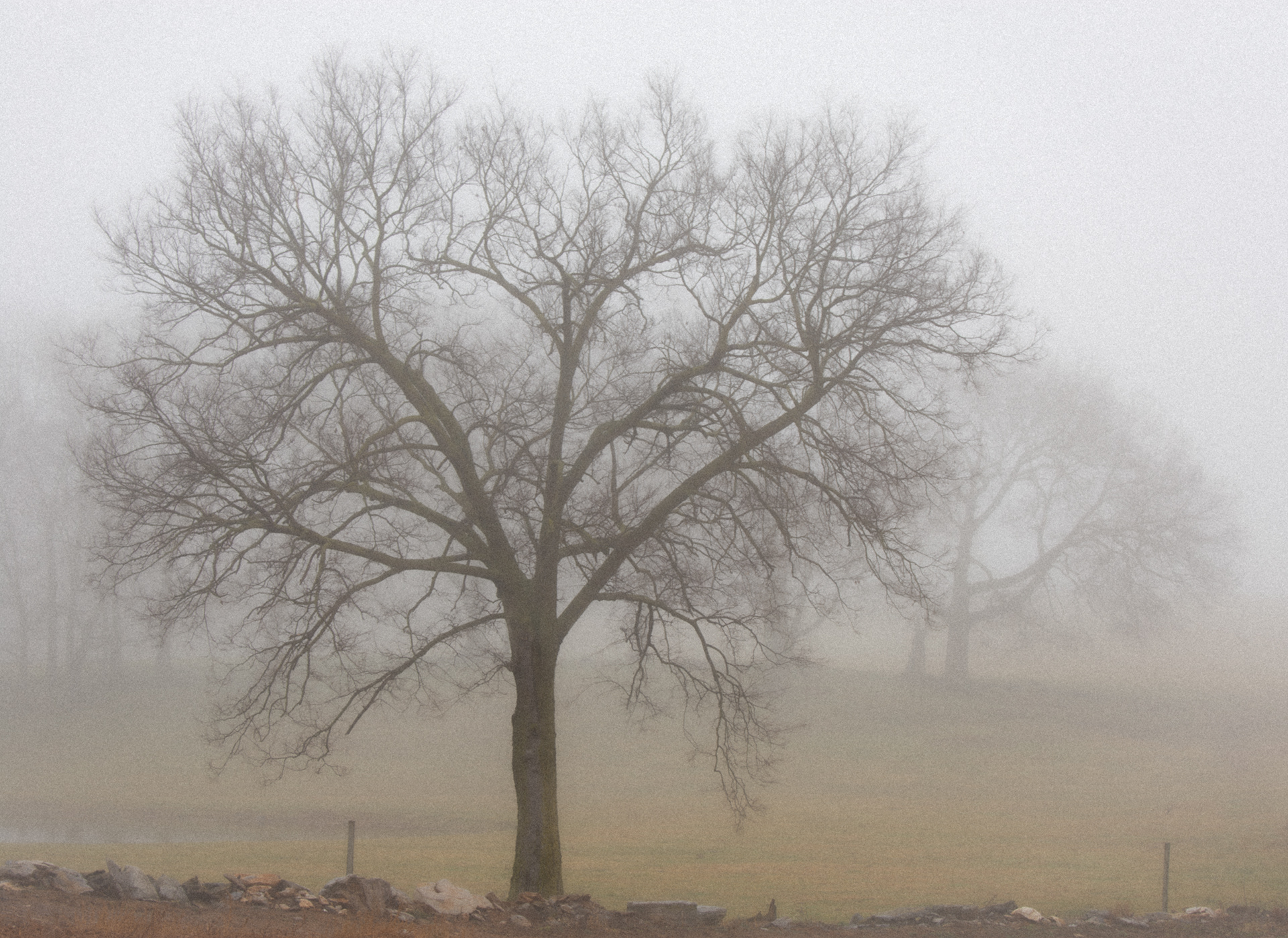 Rural Fog, Central Pennsylvania 