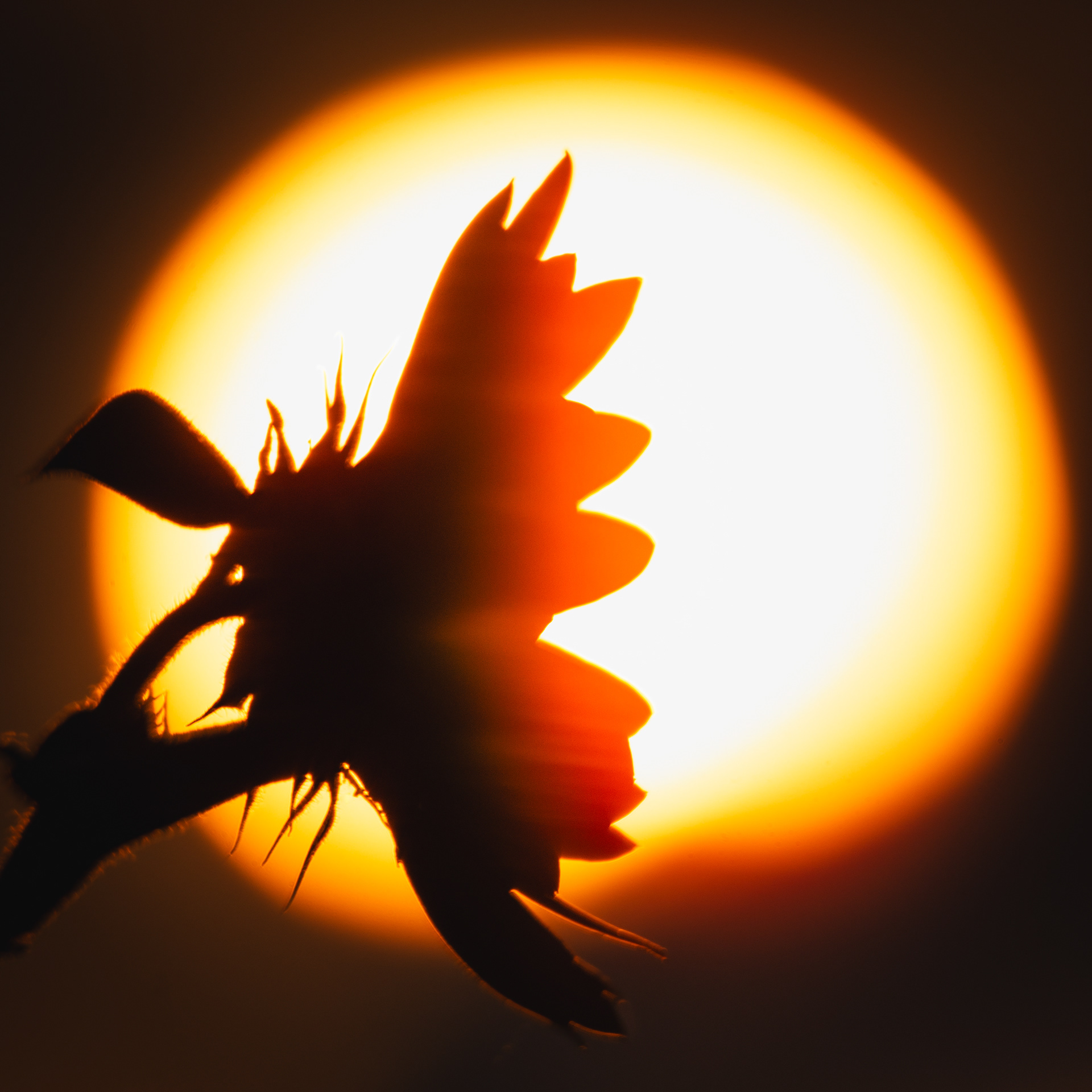 Sun Flower
