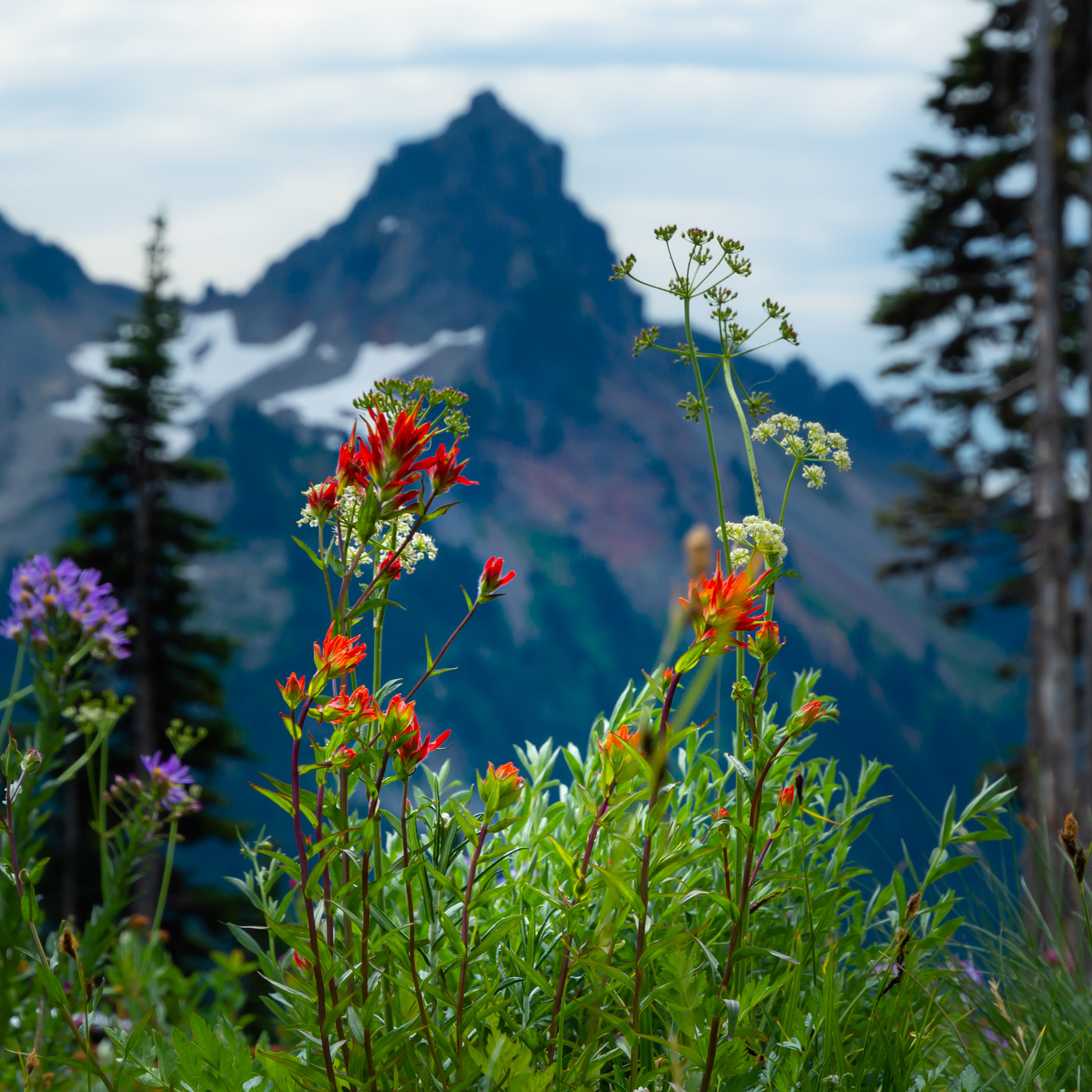 Tatoosh Range, Mount Rainier National Park 