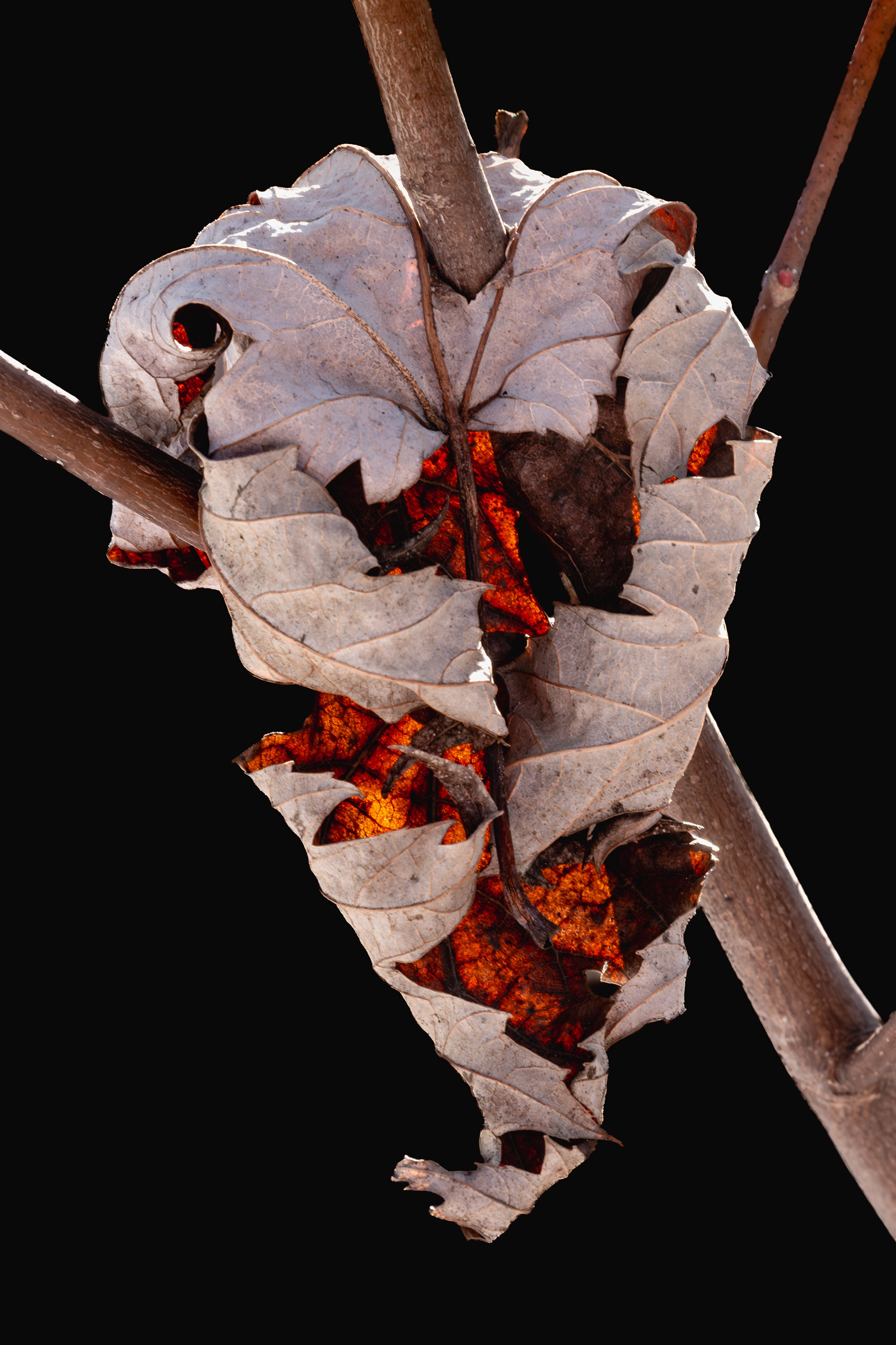 Winter Leaf