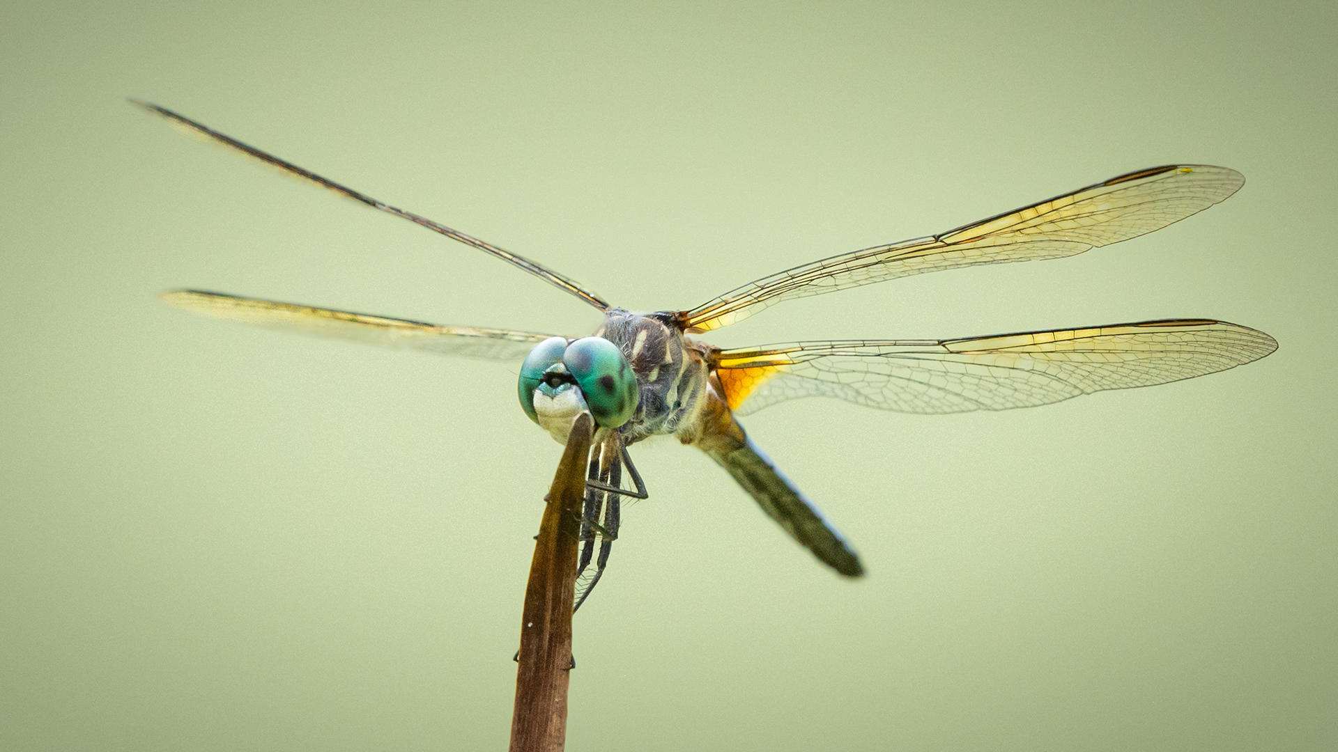 DragonFly - Heads Up