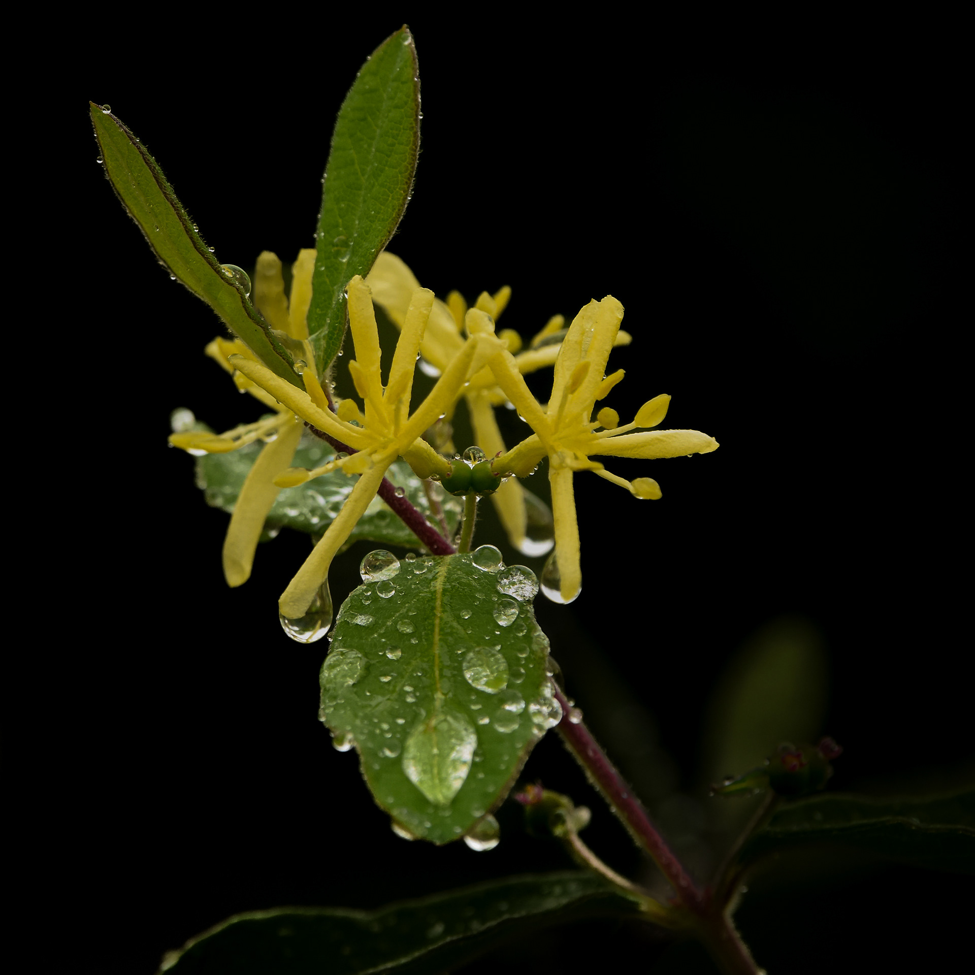 Droplets