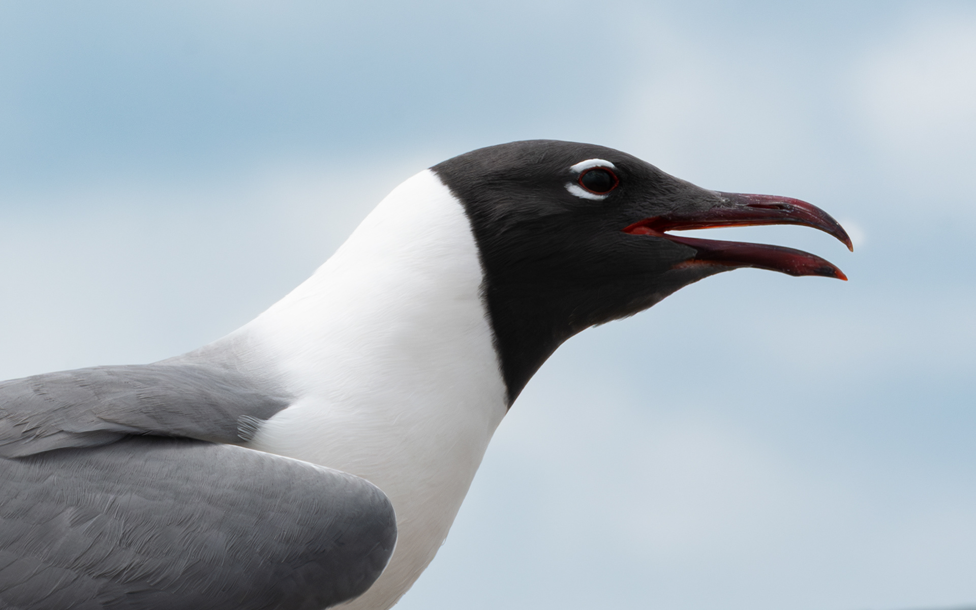 Gull