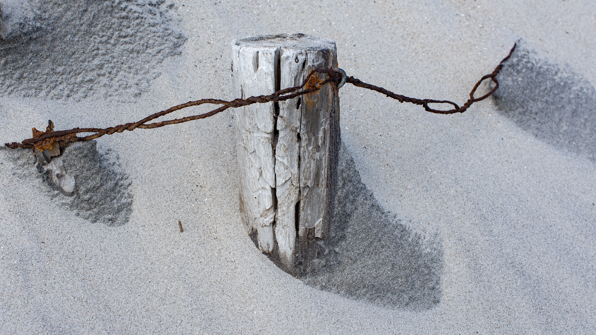 Surviving Dune