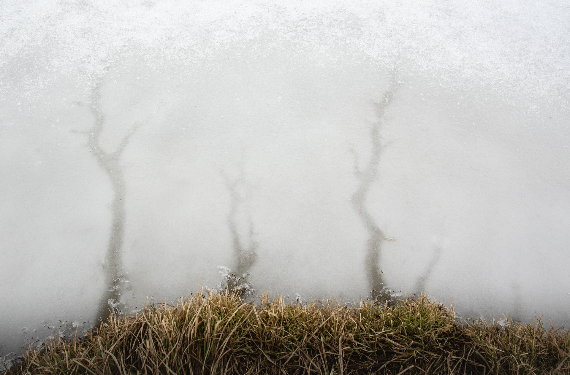 Tree Ghosts