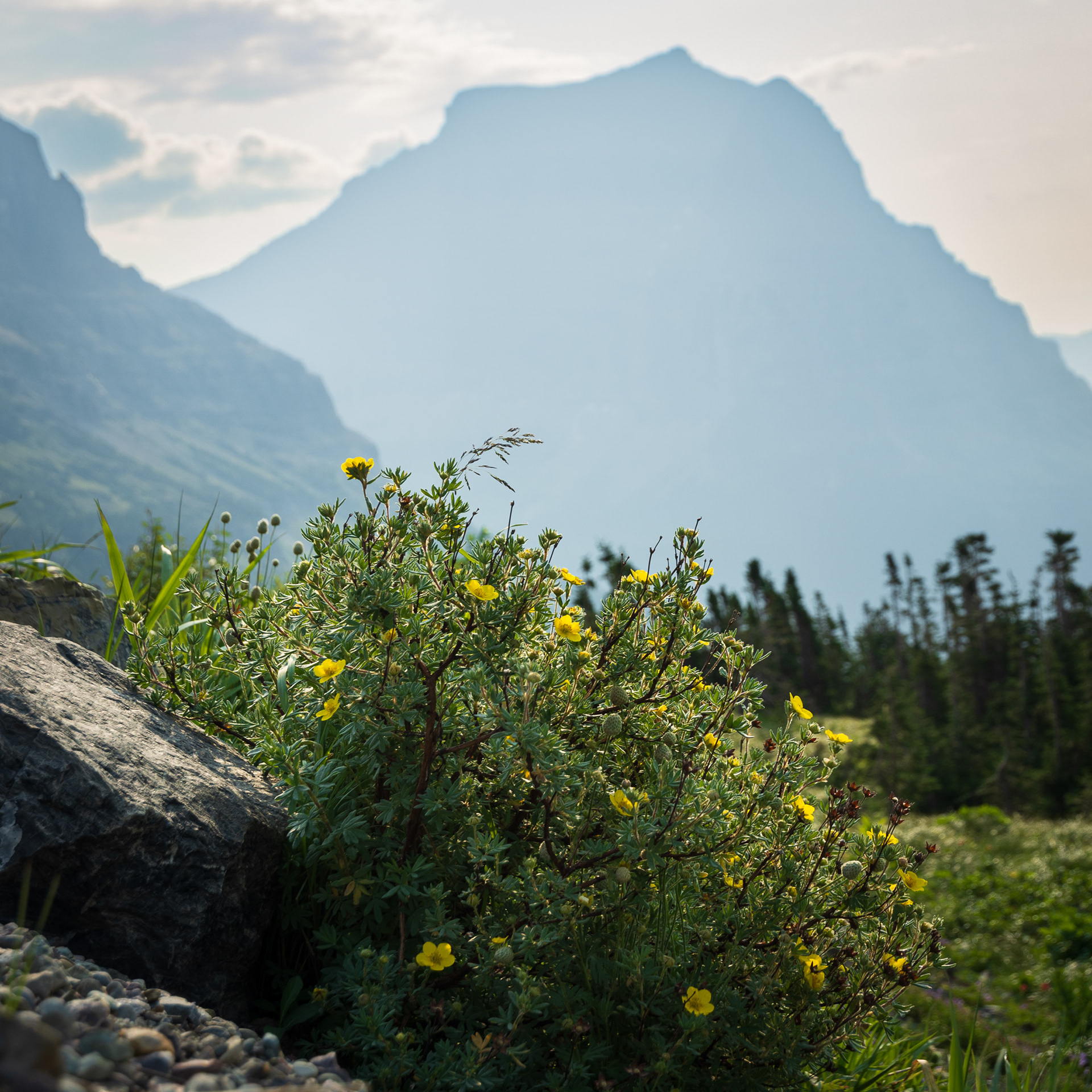 Logan Pass, Glacier National Park
