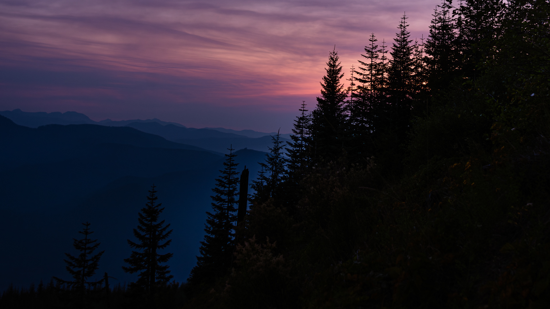 Tree Line Dawn, Washington State