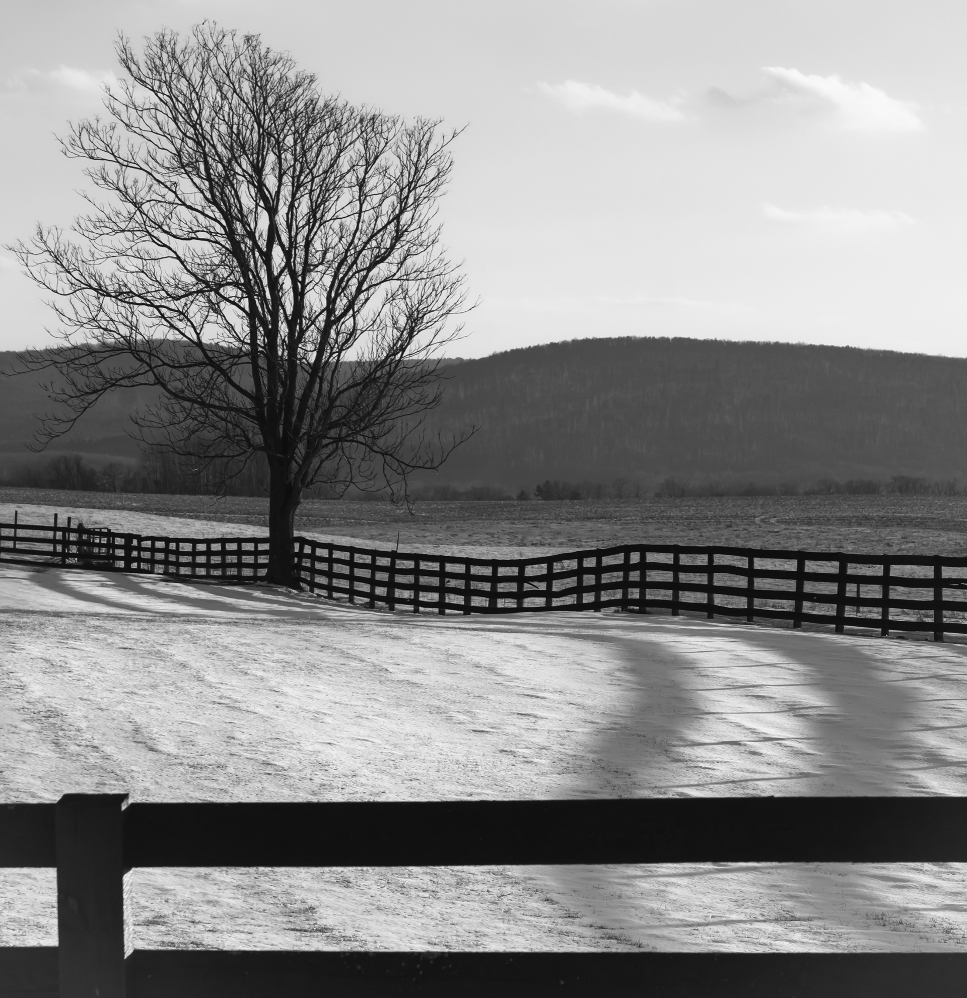 Fenced In Path