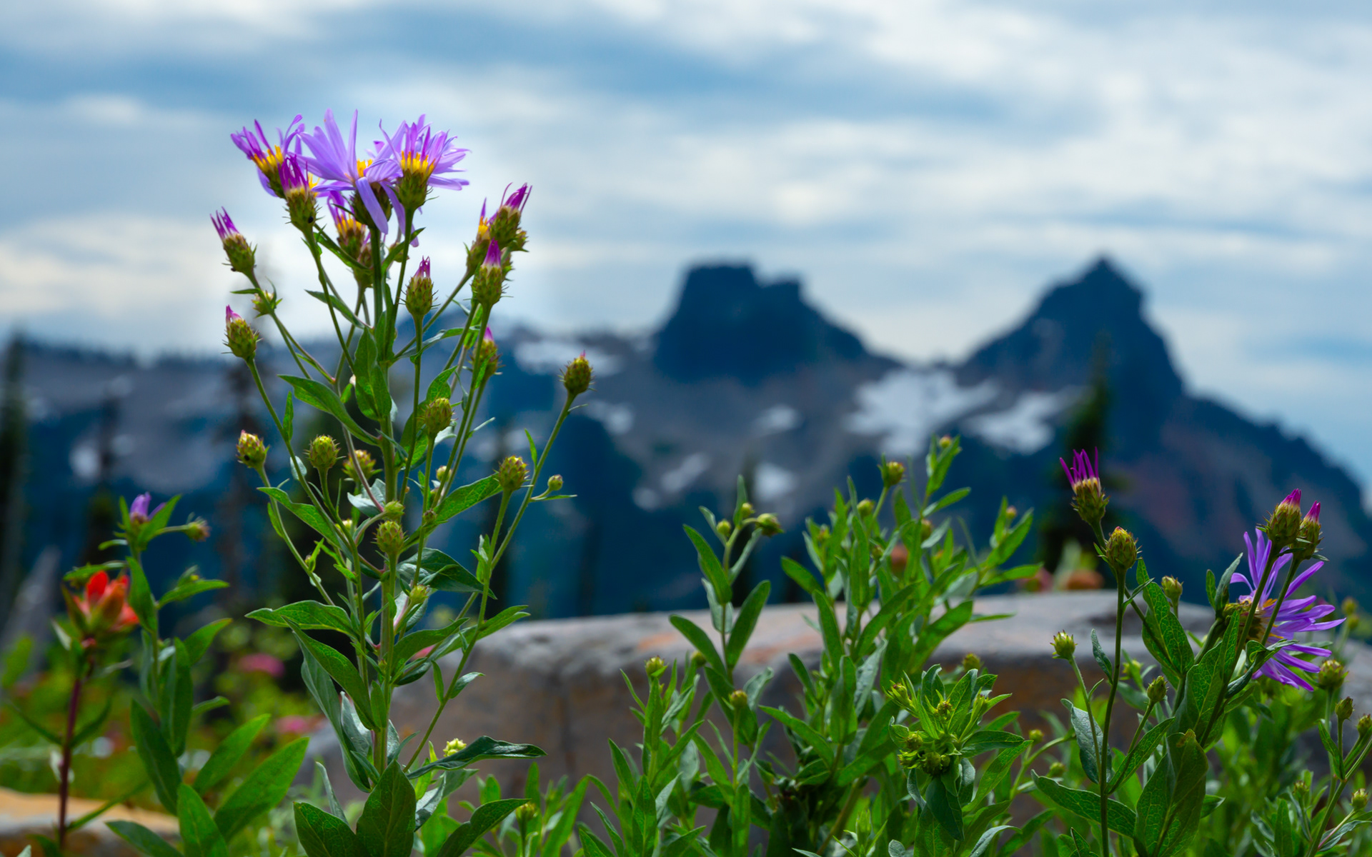 Tatoosh Range, Mount Rainier National Park 