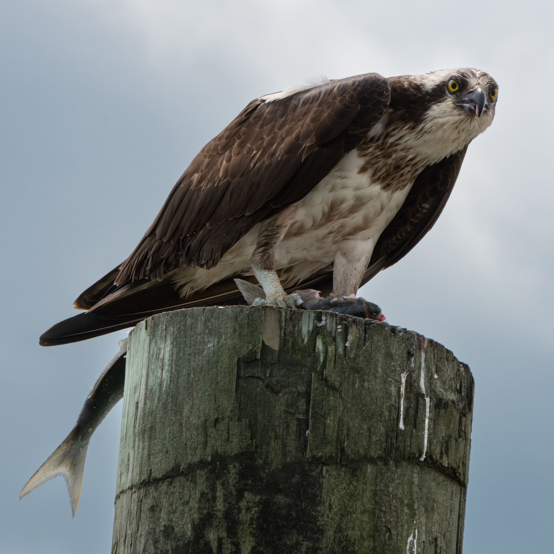 Osprey