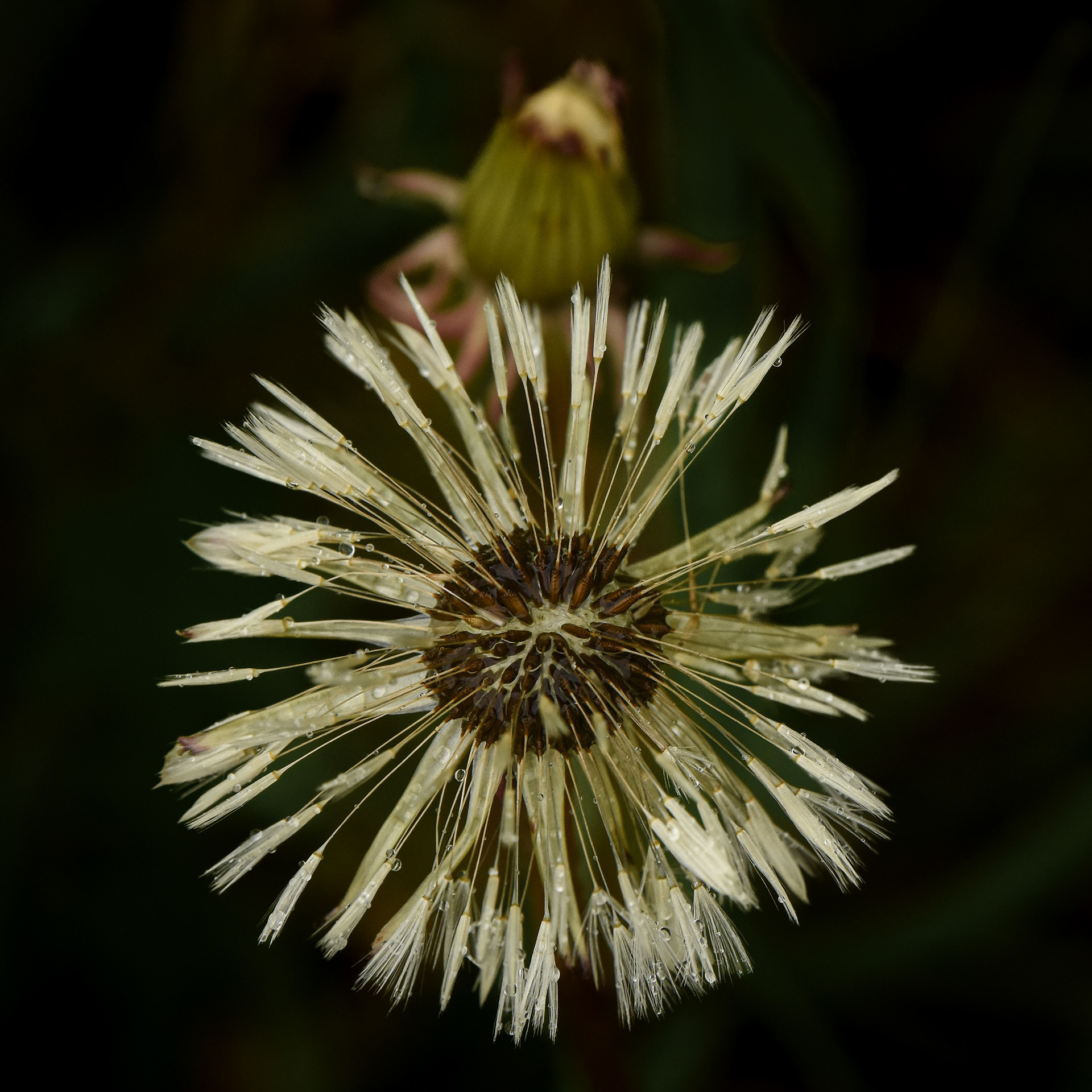 Star Burst